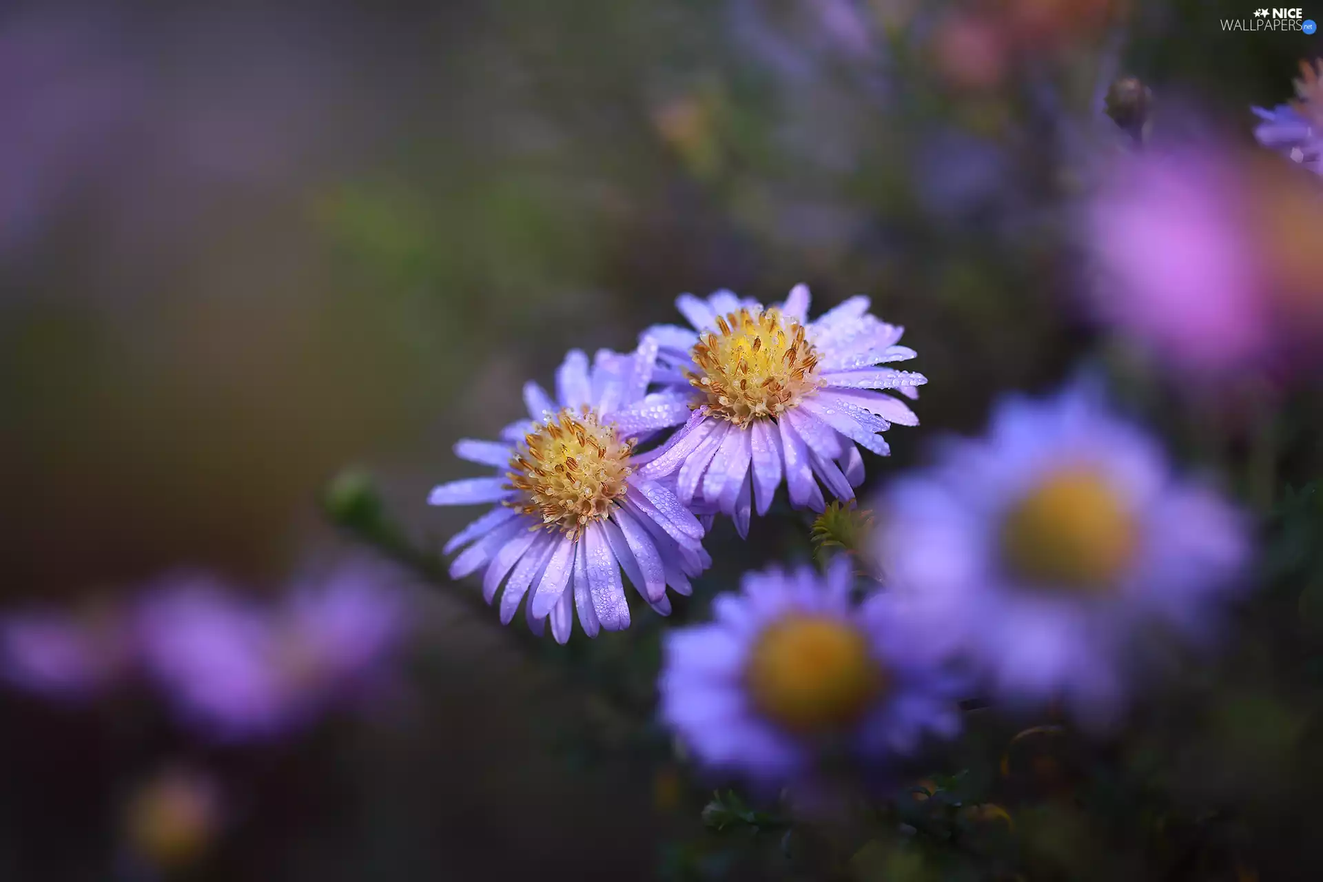 Astra, Flowers, dewy, lilac