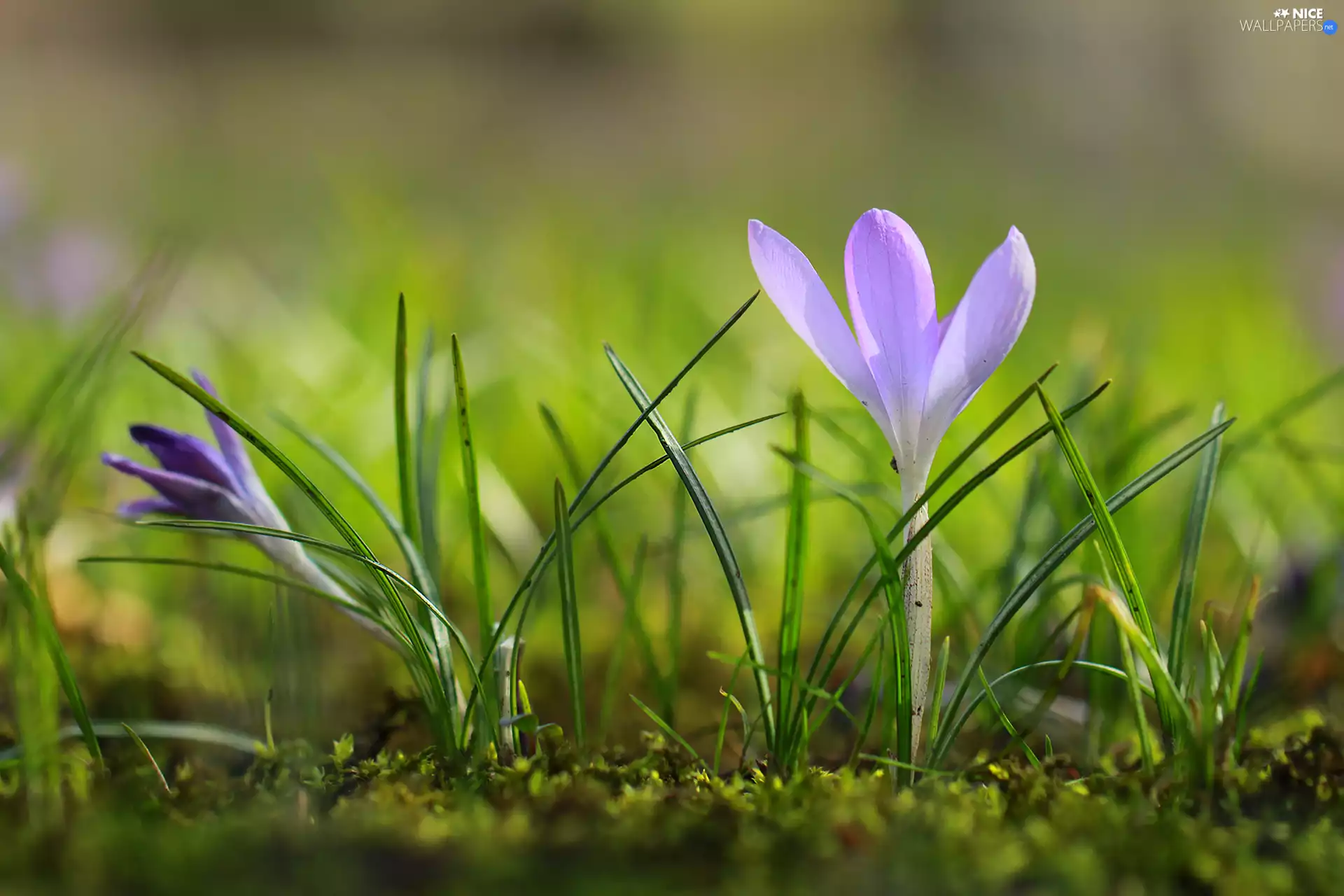 Colourfull Flowers, crocus, lilac