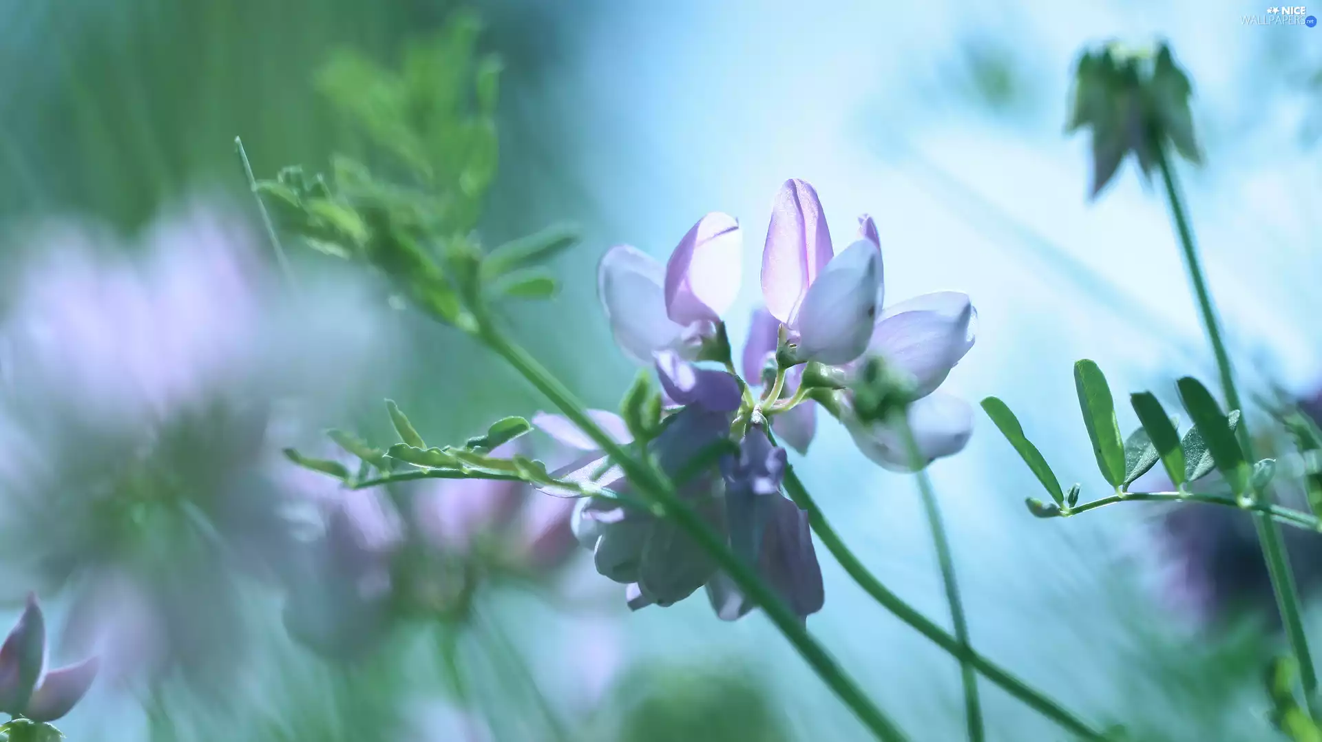 Colourfull Flowers, Crownvetch, lilac