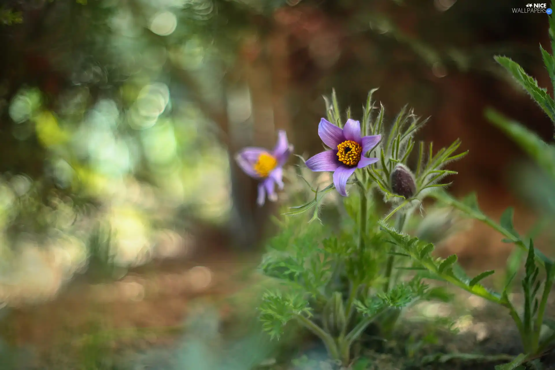 Colourfull Flowers, pasque, lilac