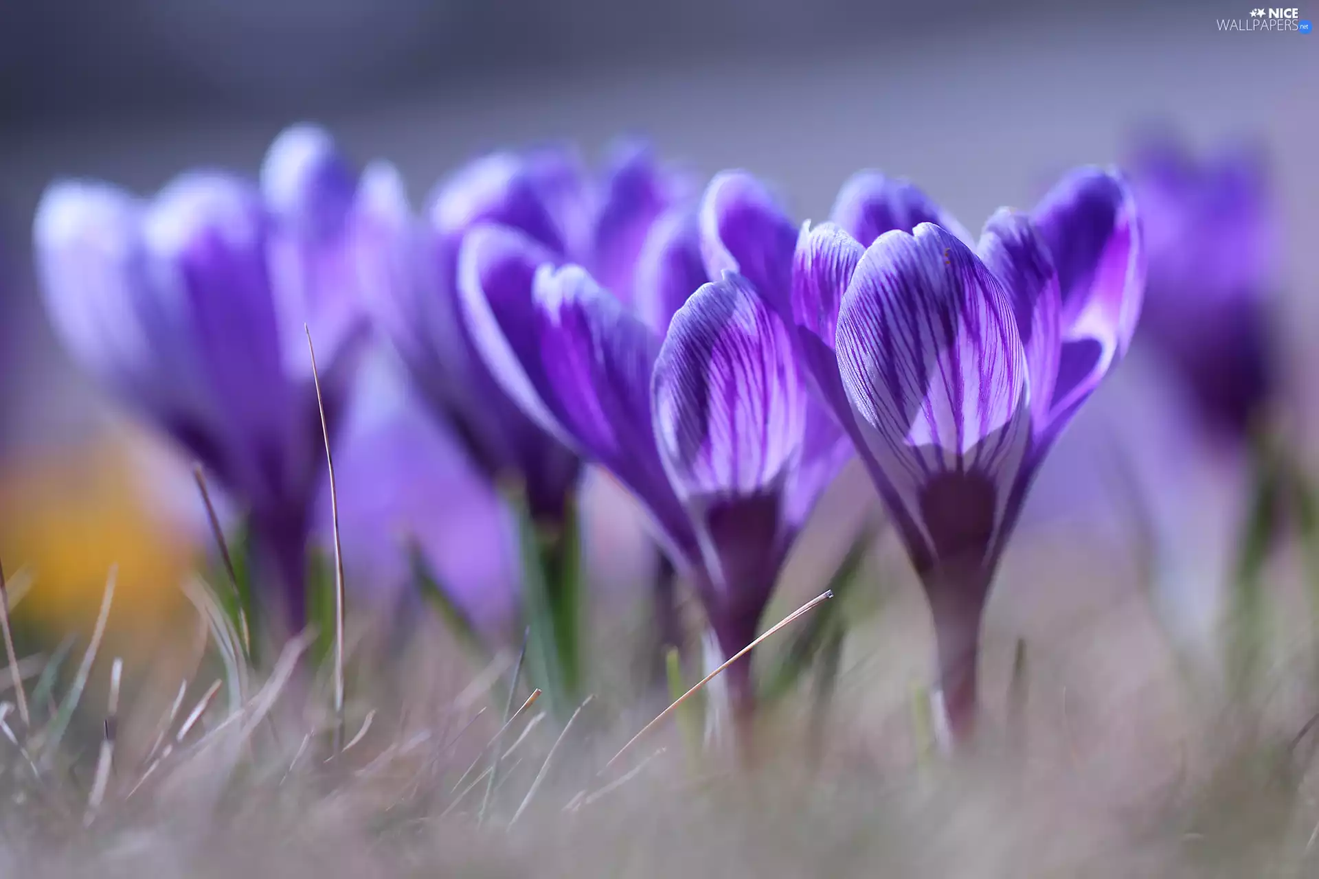 crocuses, illuminated, Flowers, lilac