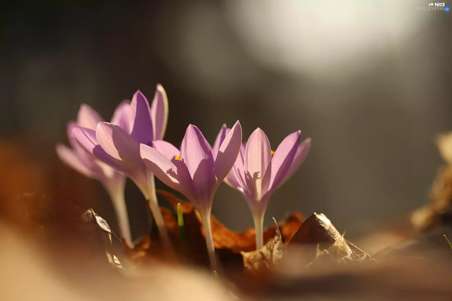 crocuses, illuminated, Flowers, lilac