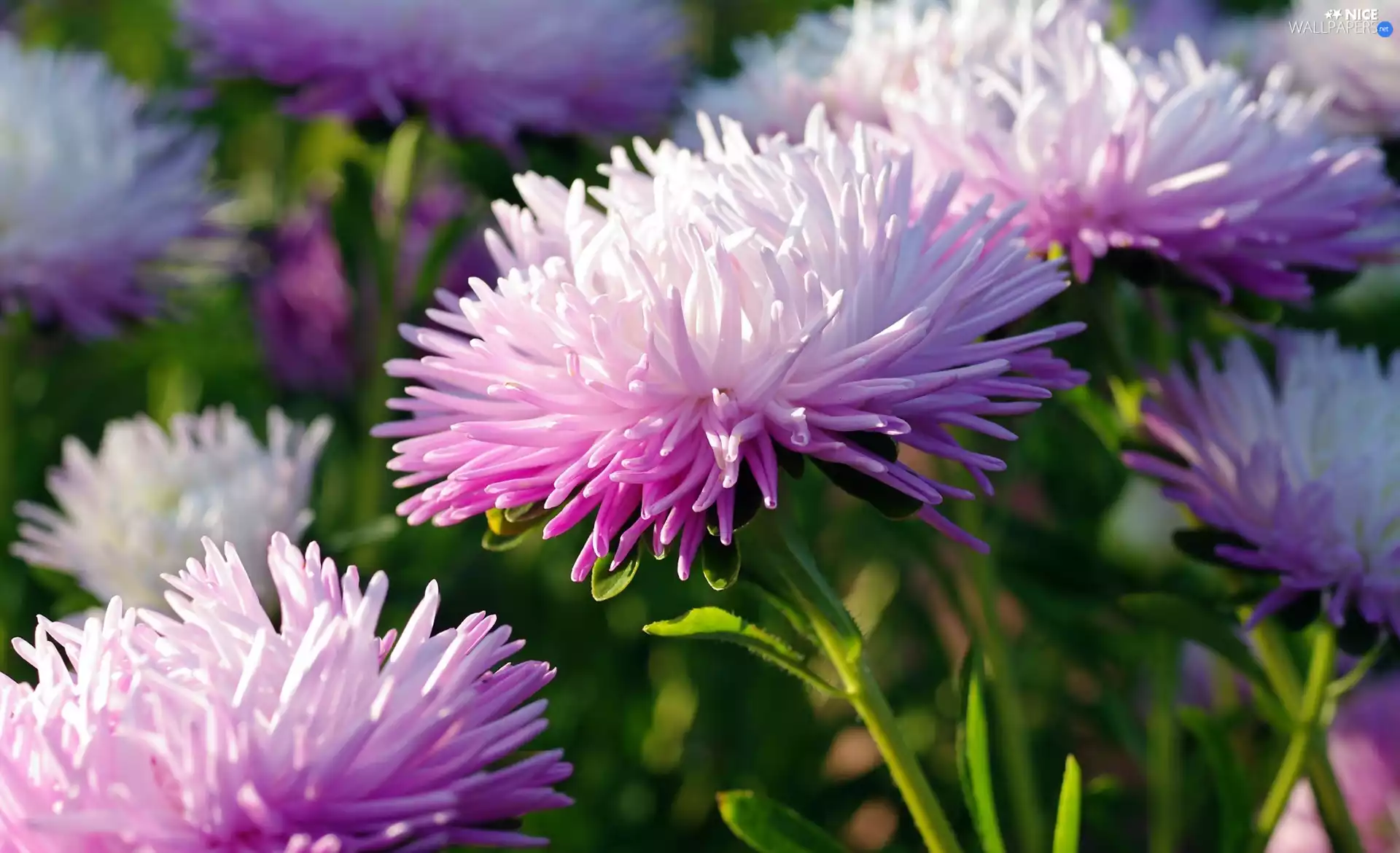 Flowers, Astra, rapprochement, lilac