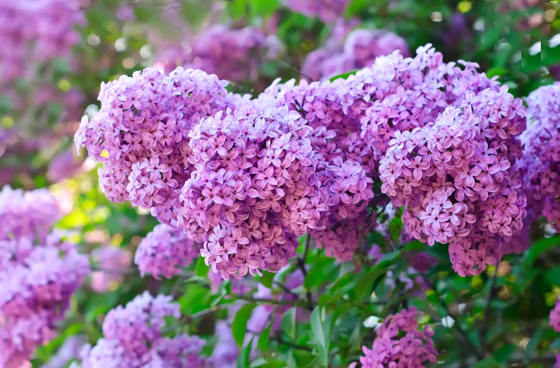 Flowers, lilac