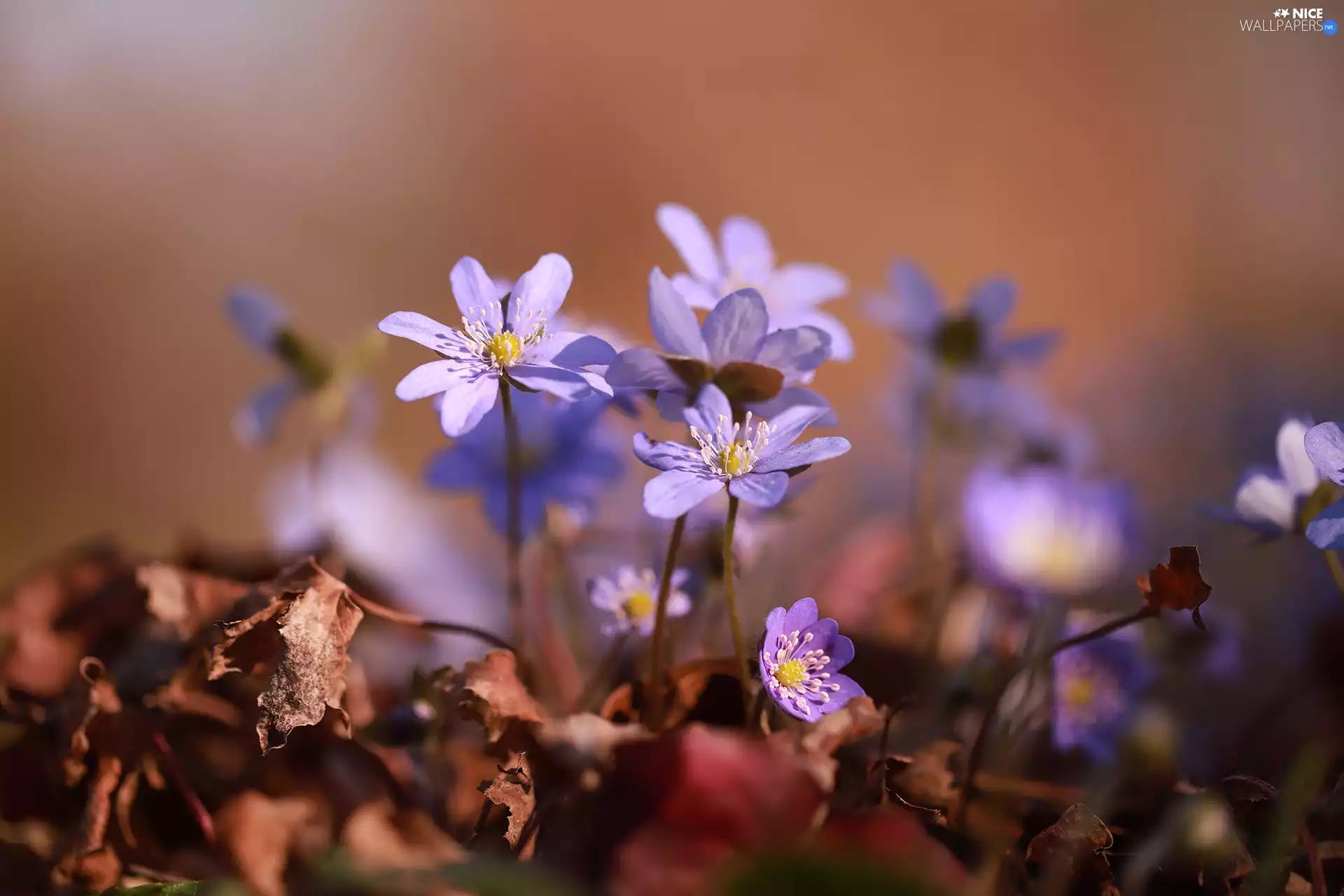 Liverworts, Flowers, Leaf, lilac