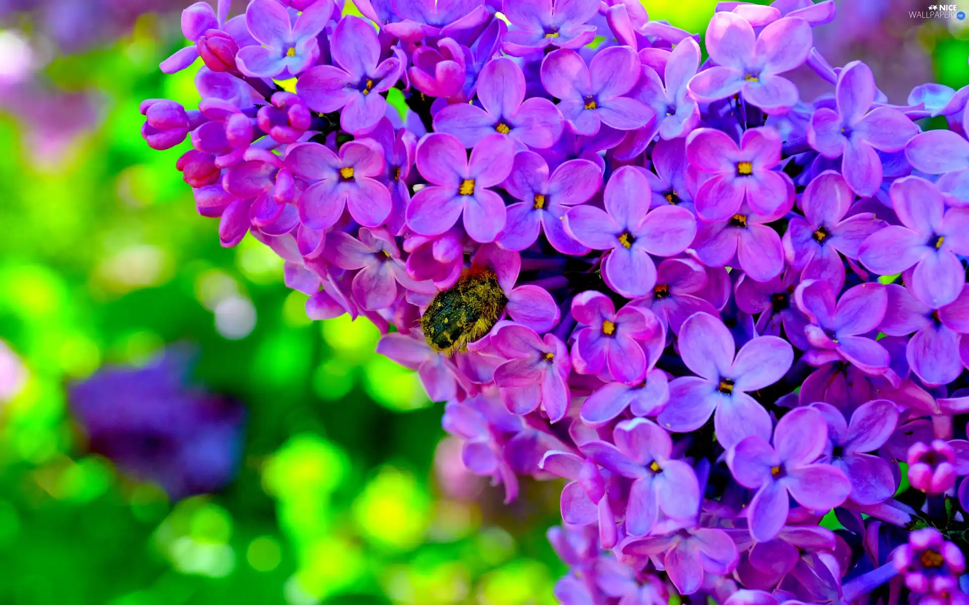 twig, lilac