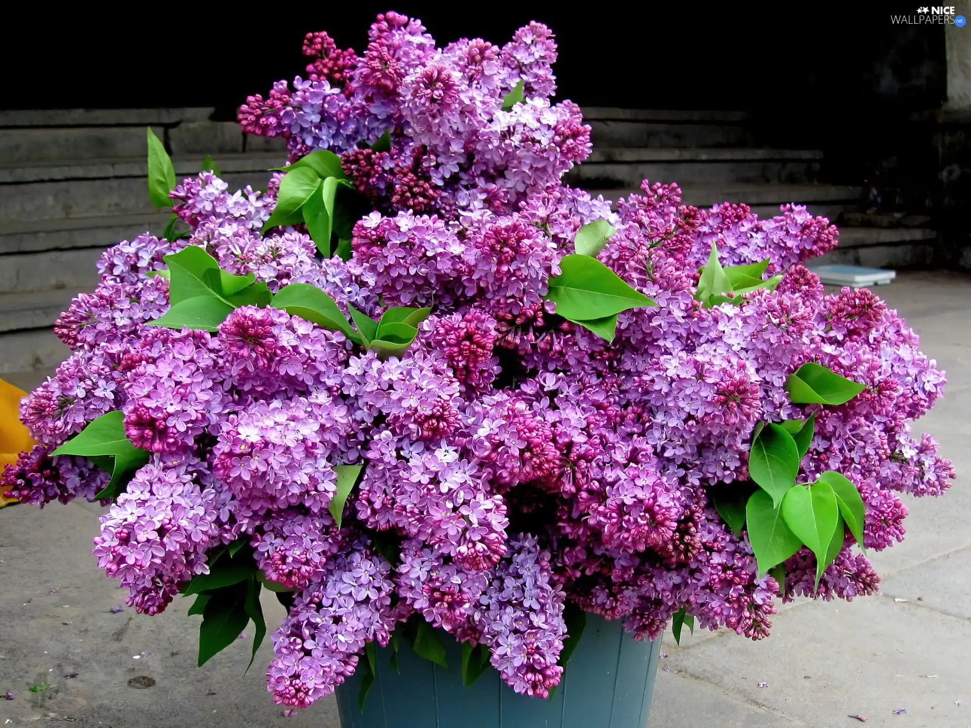 Lilacs, bouquet, violet