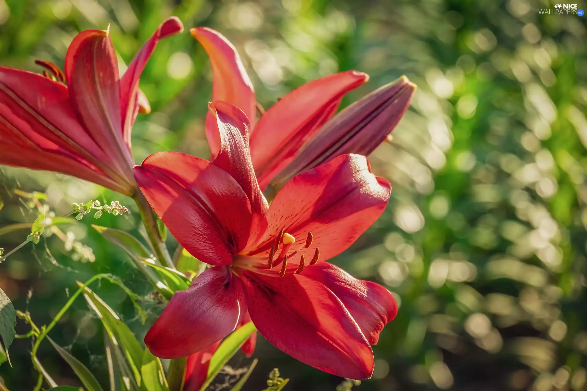 ligh, Red, flash, lilies, Flowers, sun, luminosity