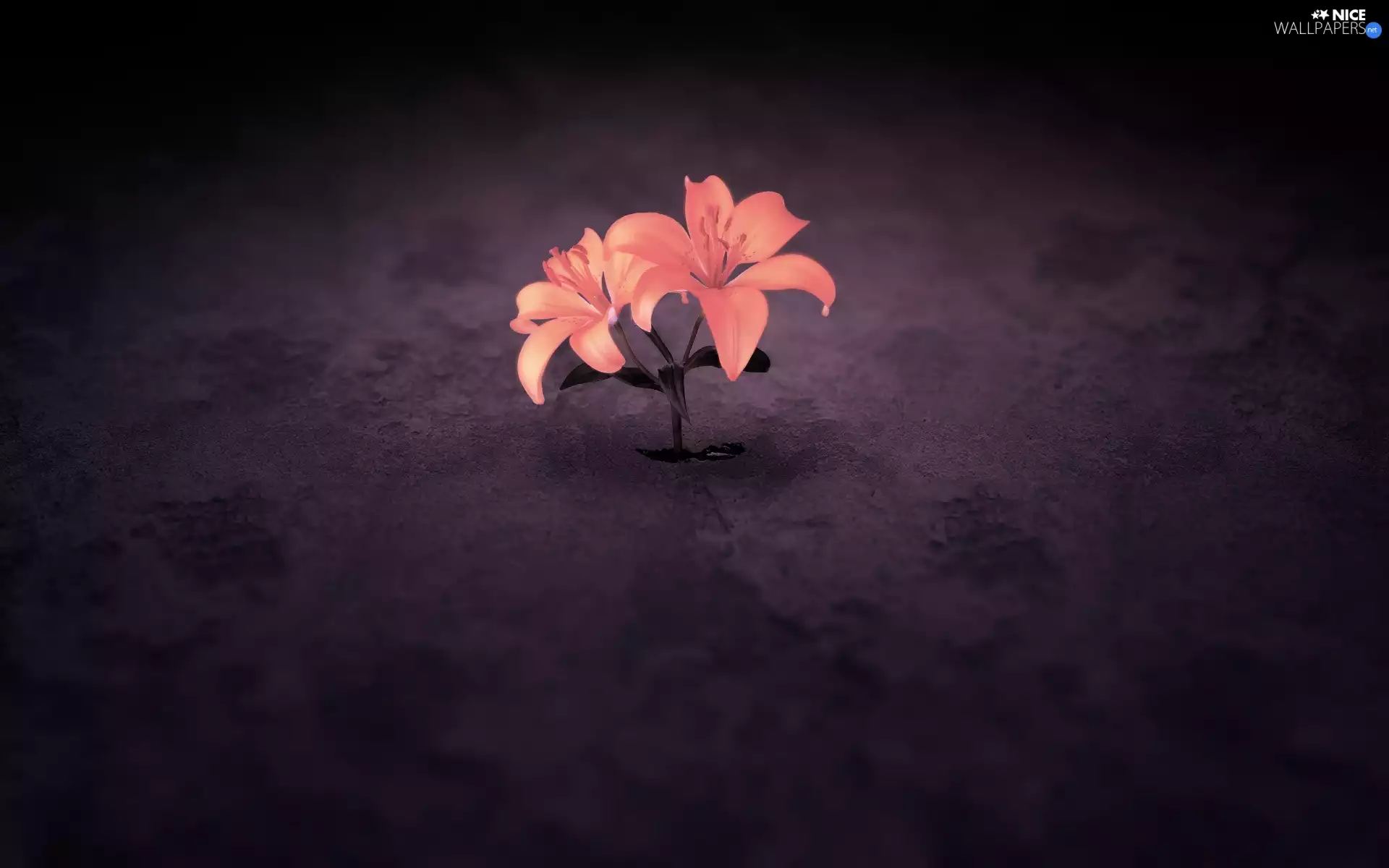 lilies, graphics, Flowers