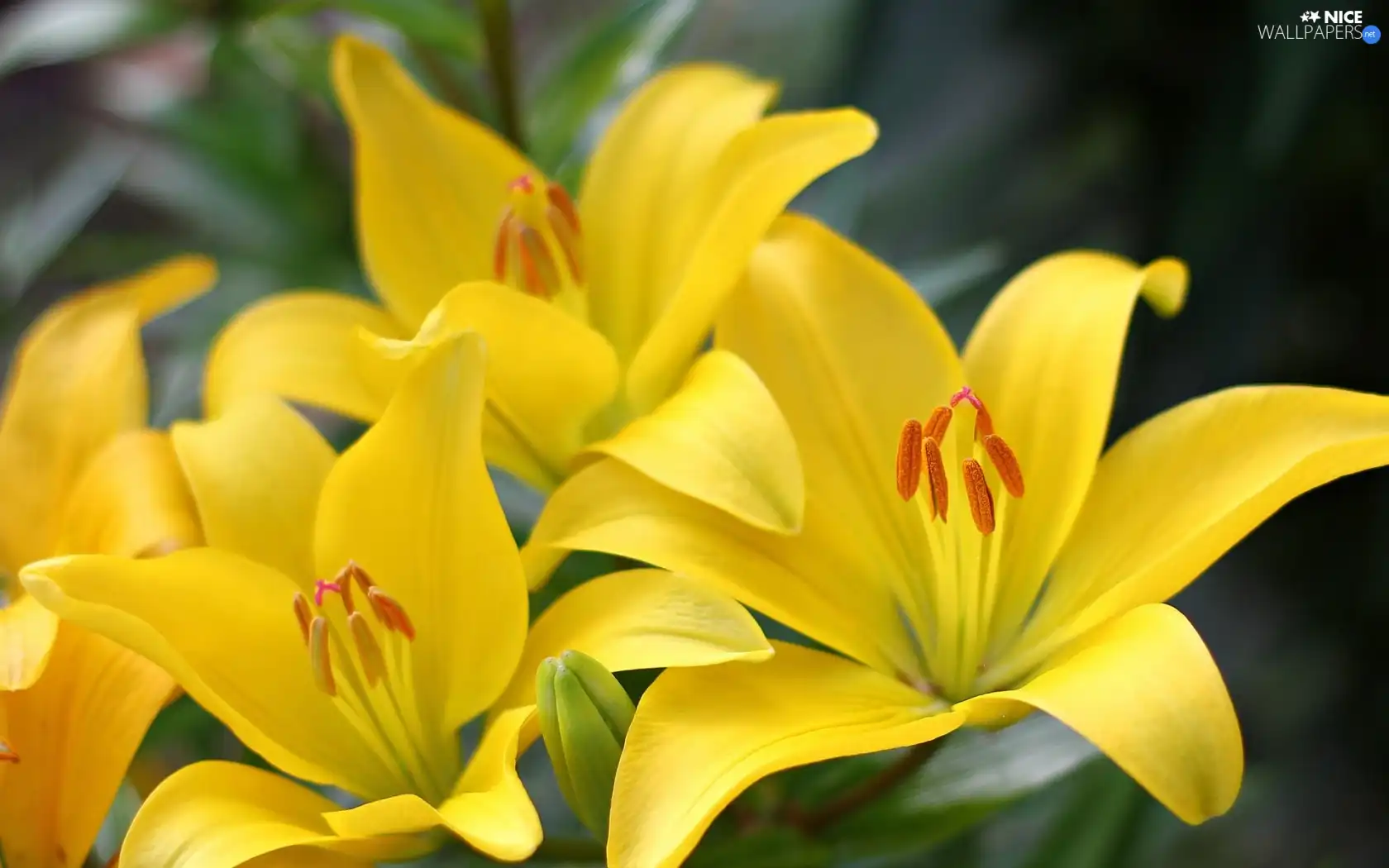 lilies, Yellow, Flowers
