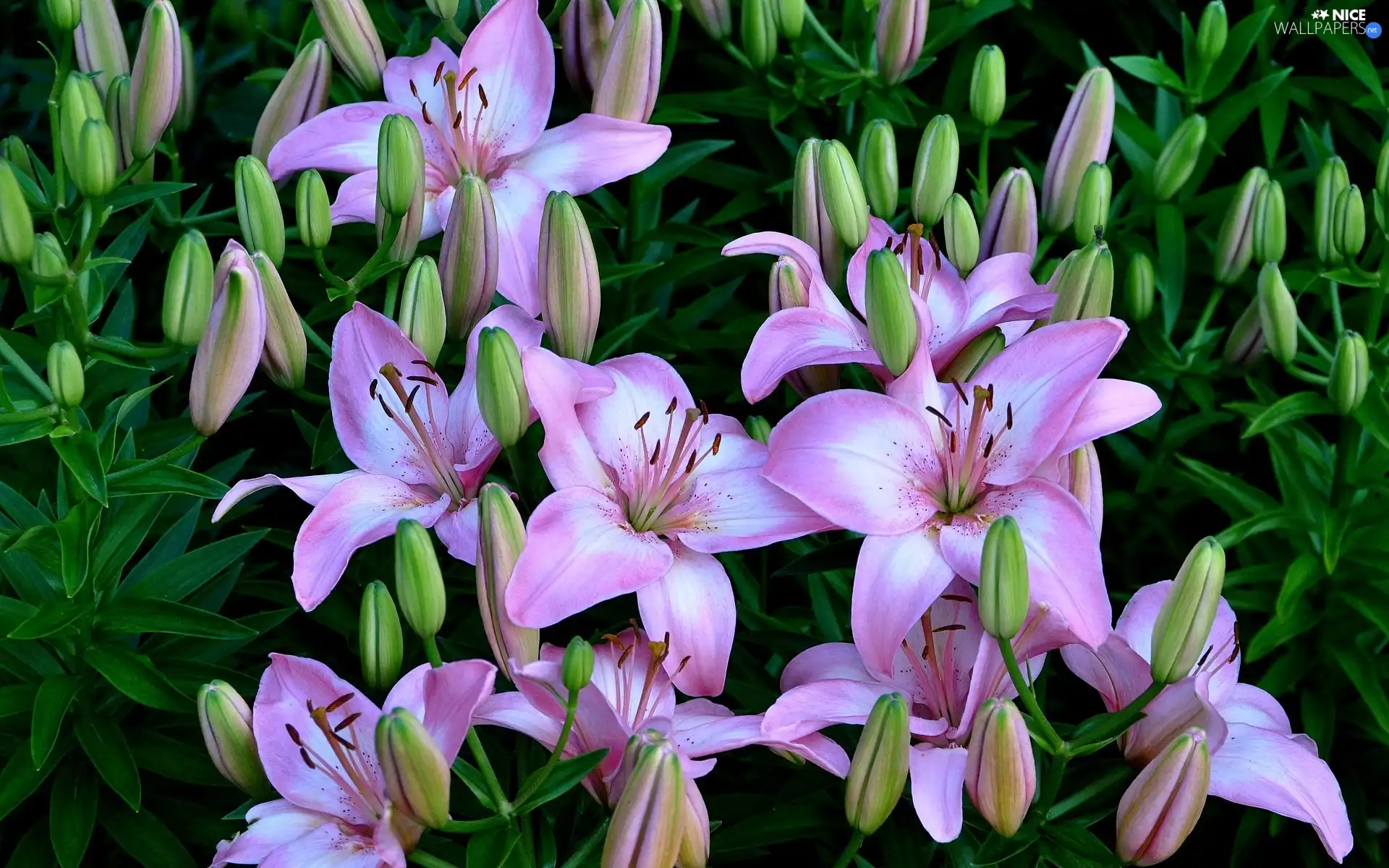 Flowers, lilies