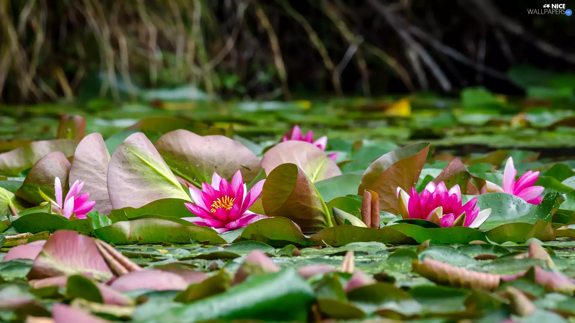Leaf, Pink, Water lilies