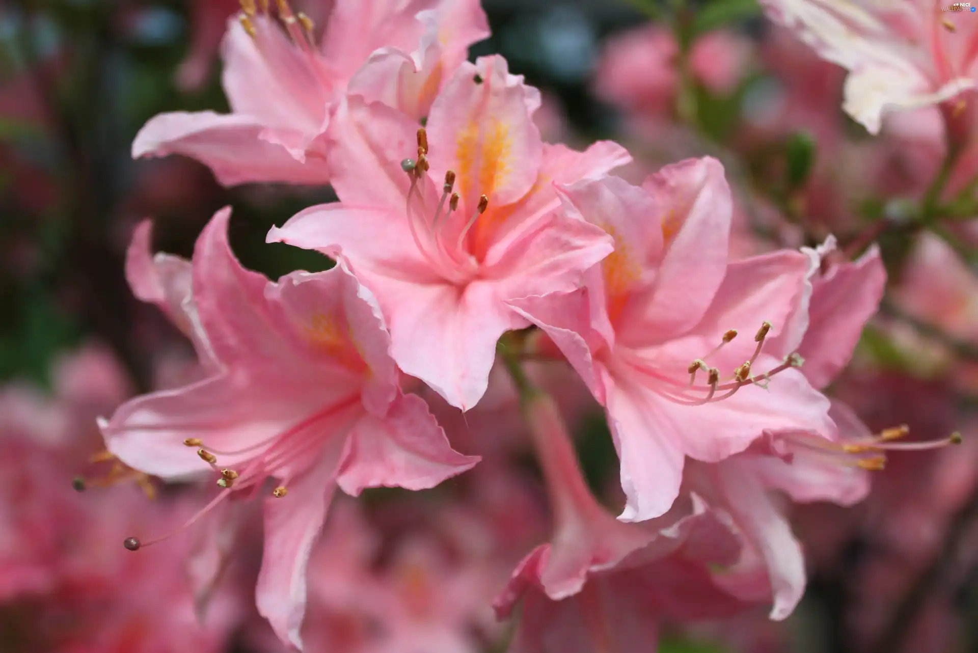 lilies, Flowers, Pink