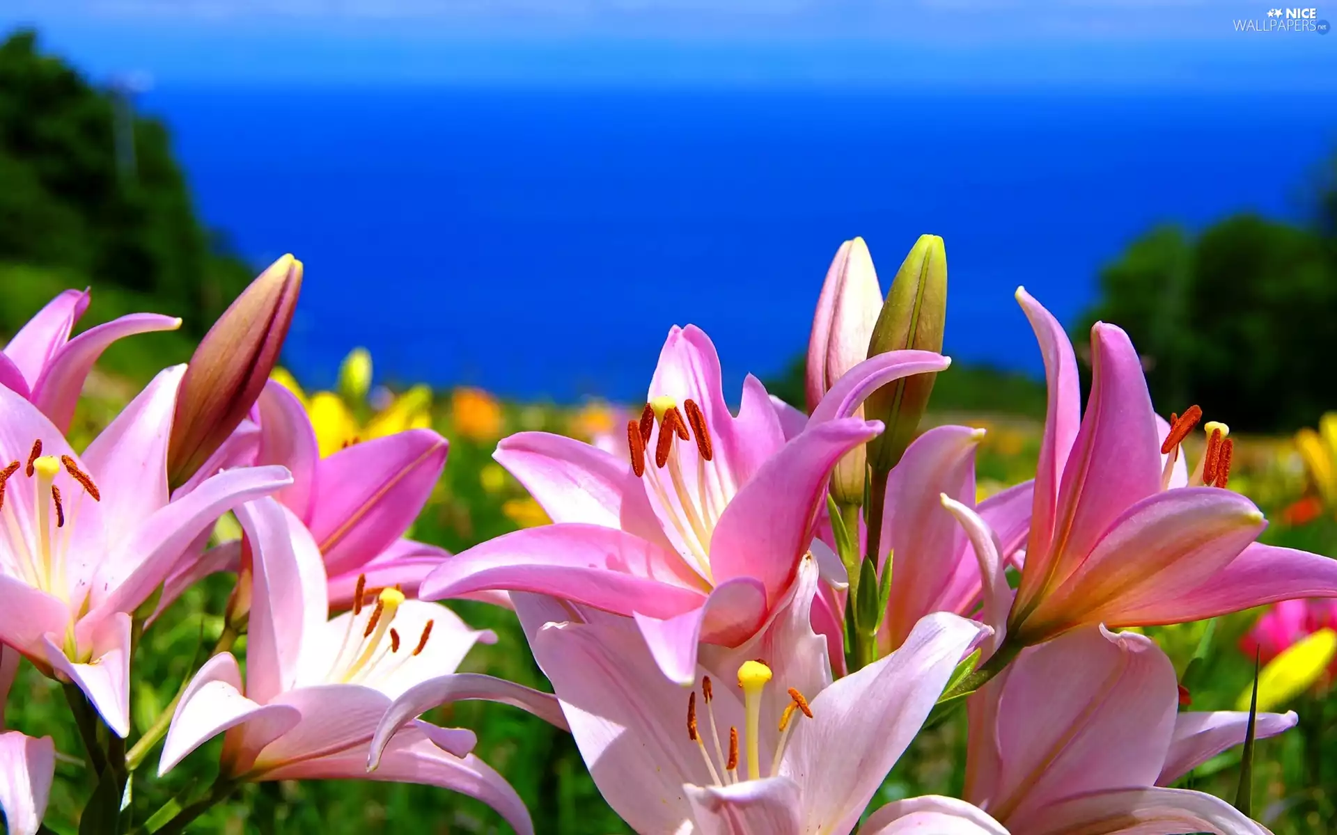 Pink, Flowers, sea, lilies