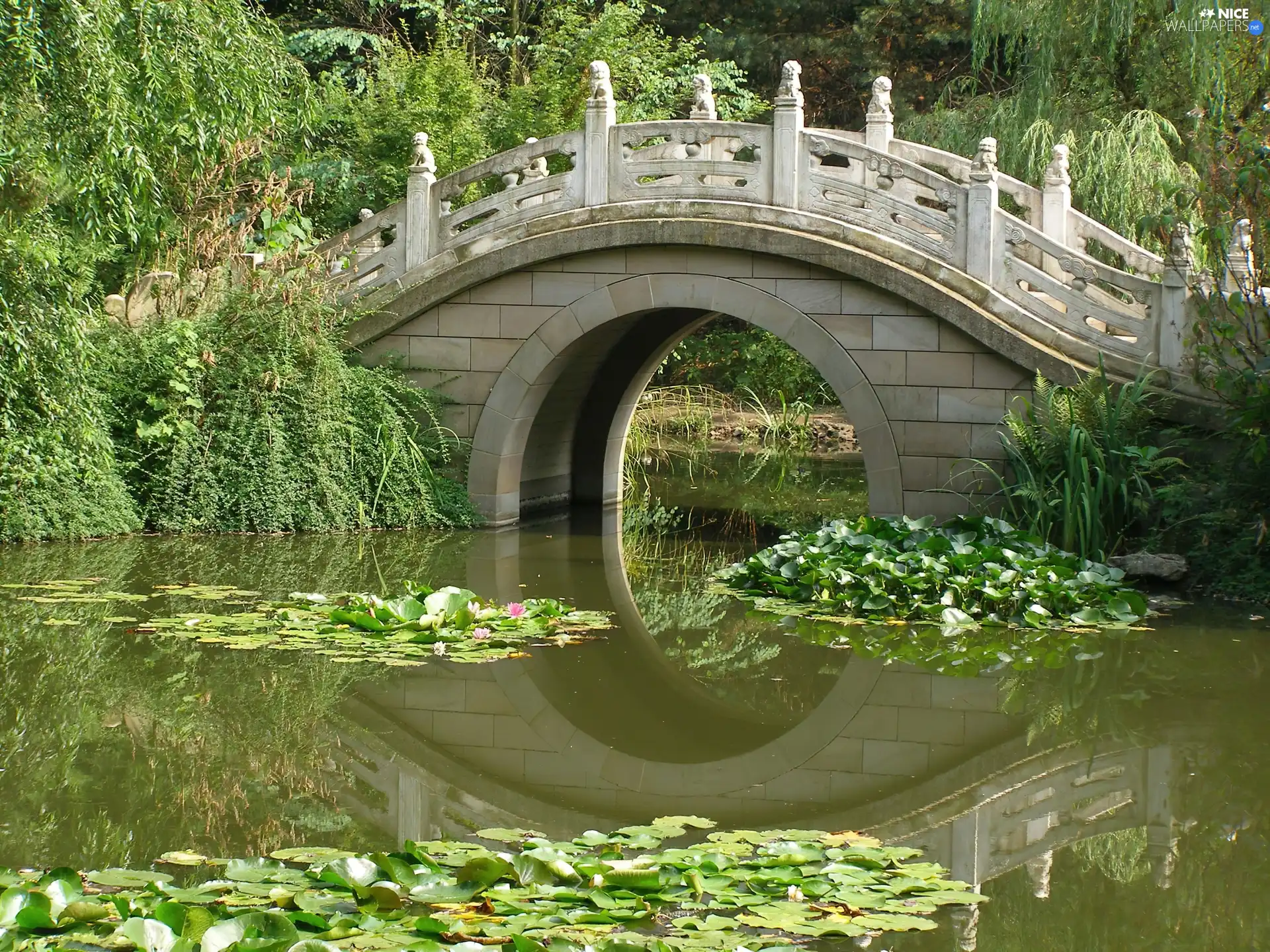 lilies, water, Pond - car, bridge, Park