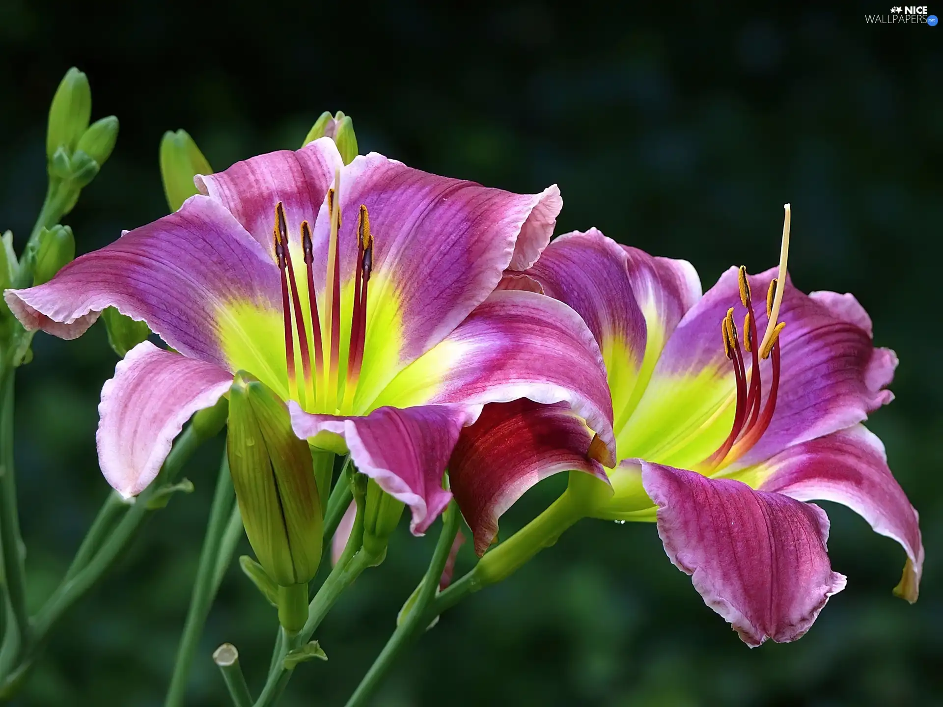 Daylilies, Flowers, purple