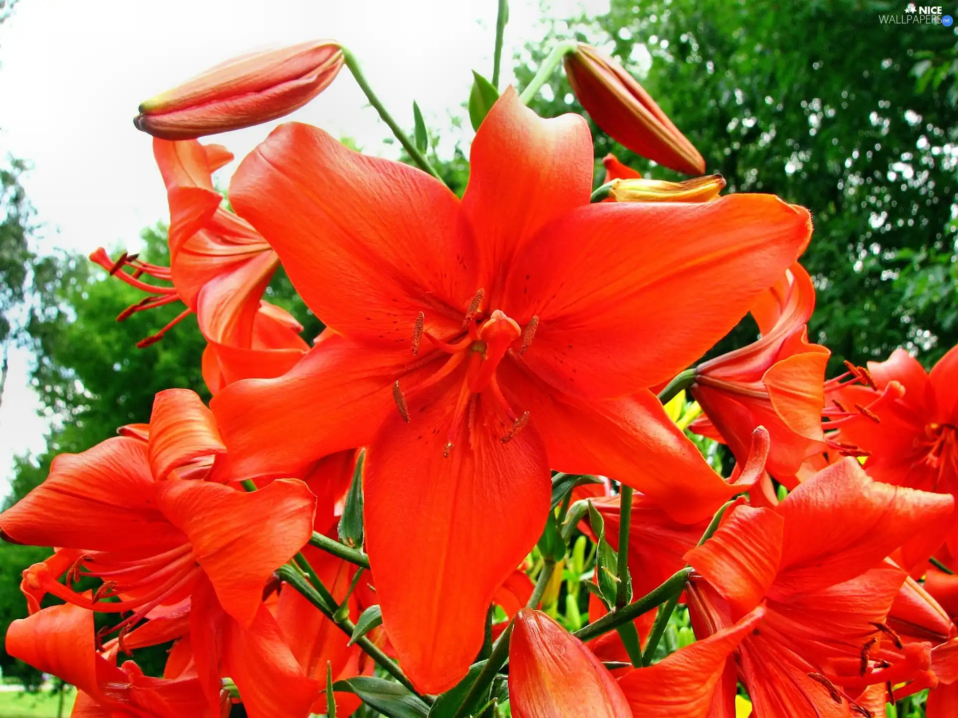 lilies, beatyfull, Red