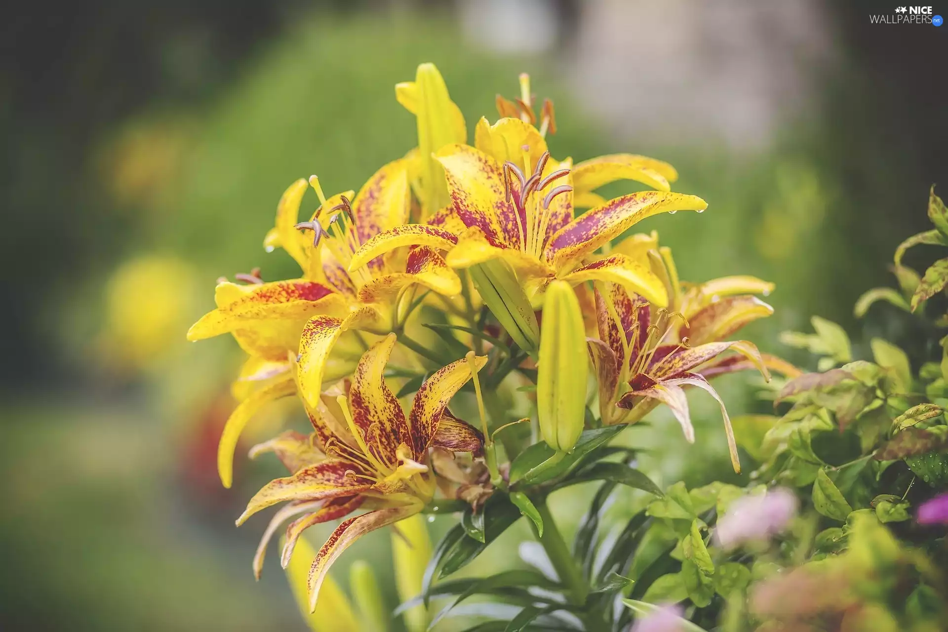 lilies, Yellow, speckled