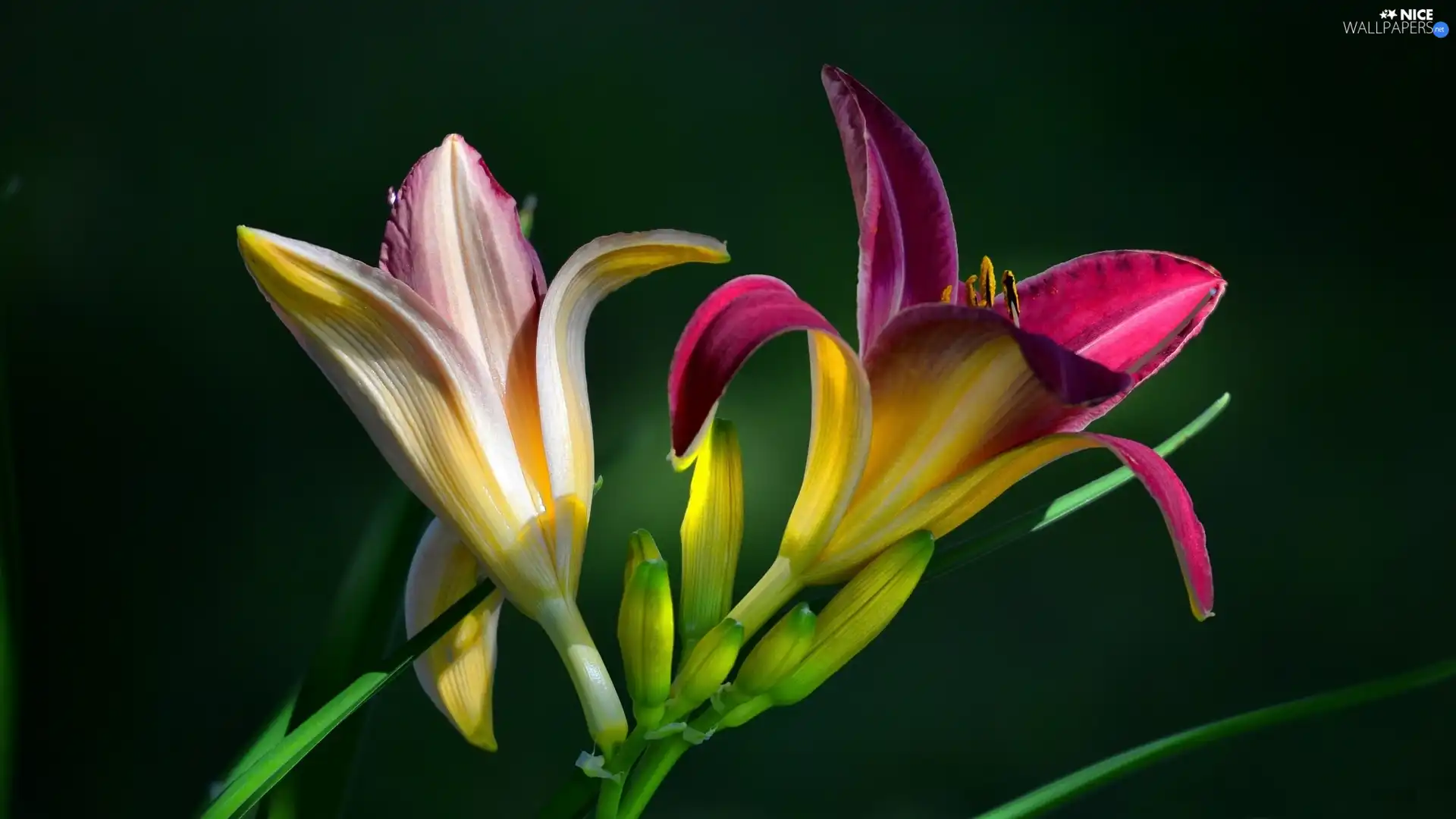 Flowers, Daylilies