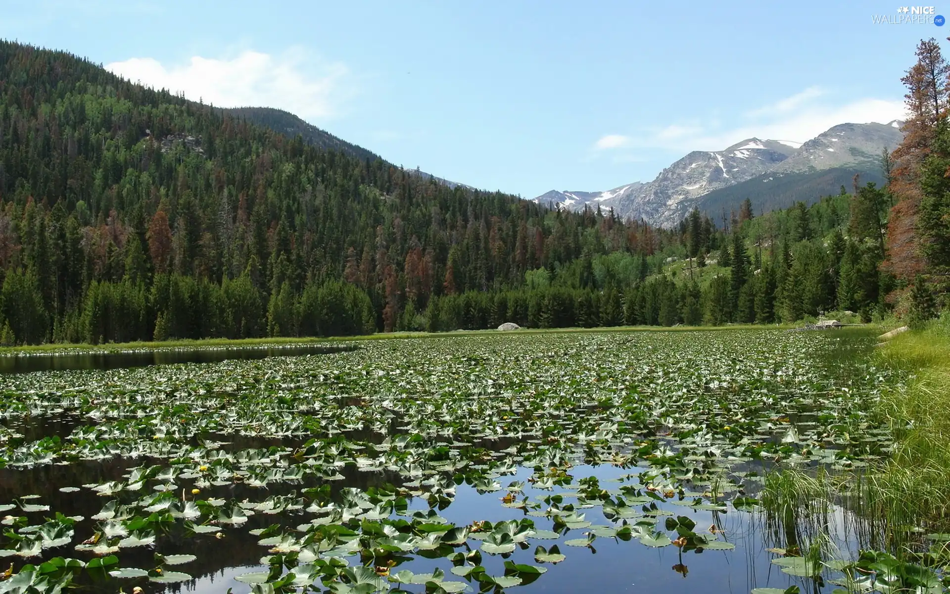 lilies, water, Mountains, woods, River