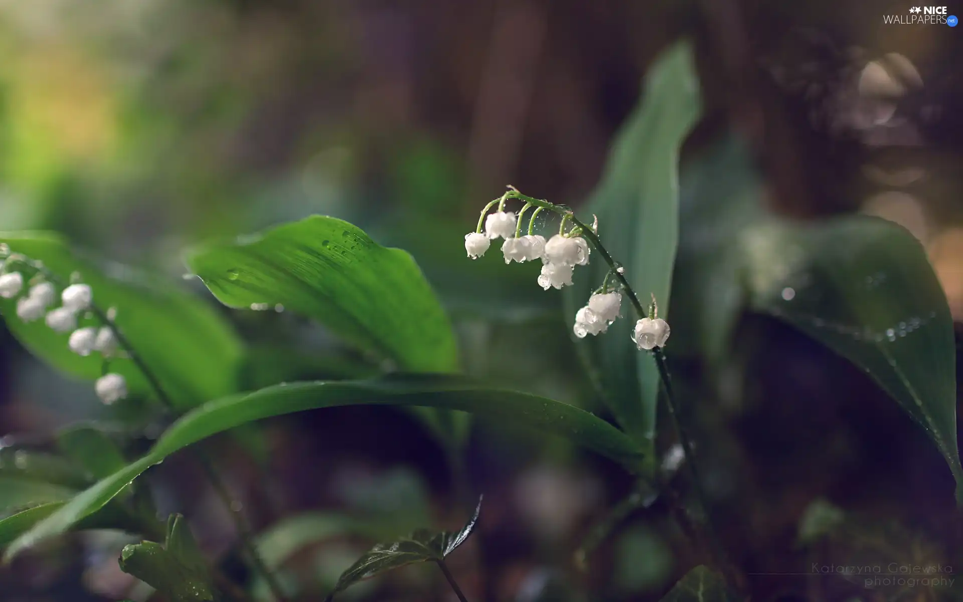 White, lilies