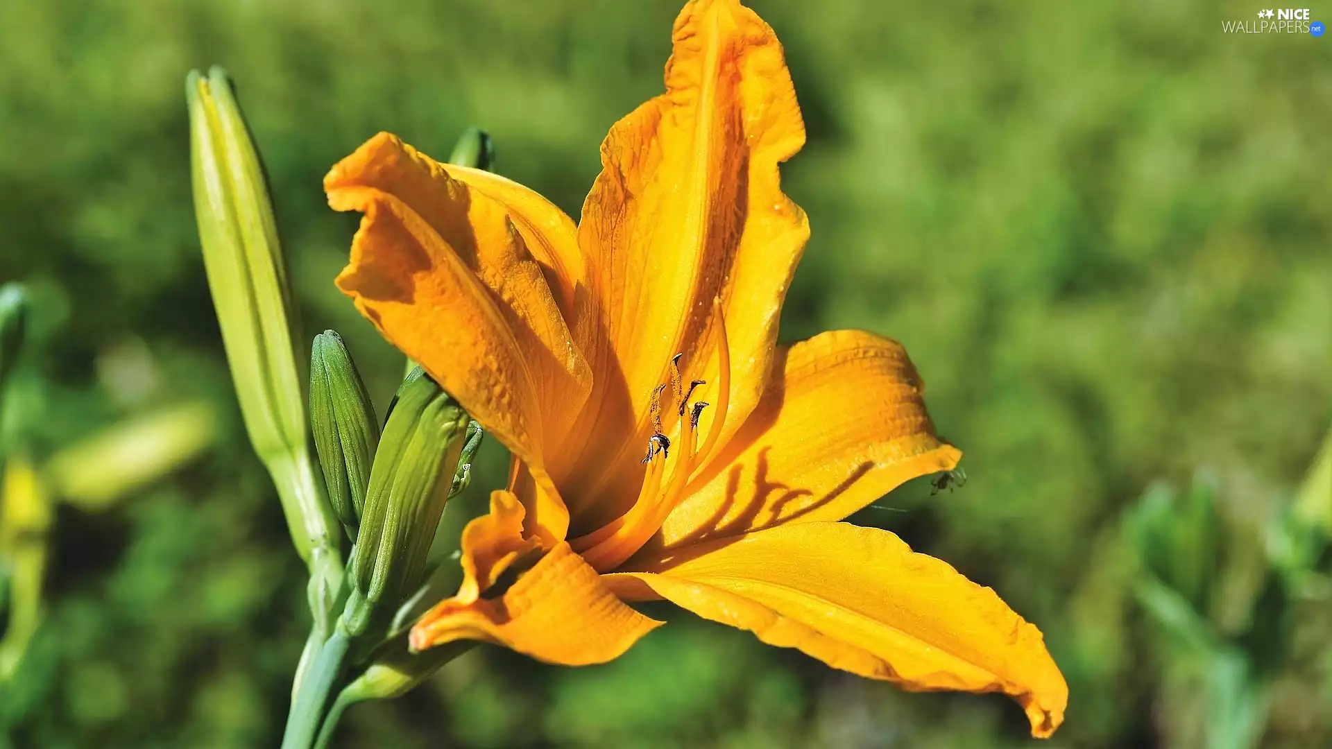 Buds, Yellow Honda, Lily