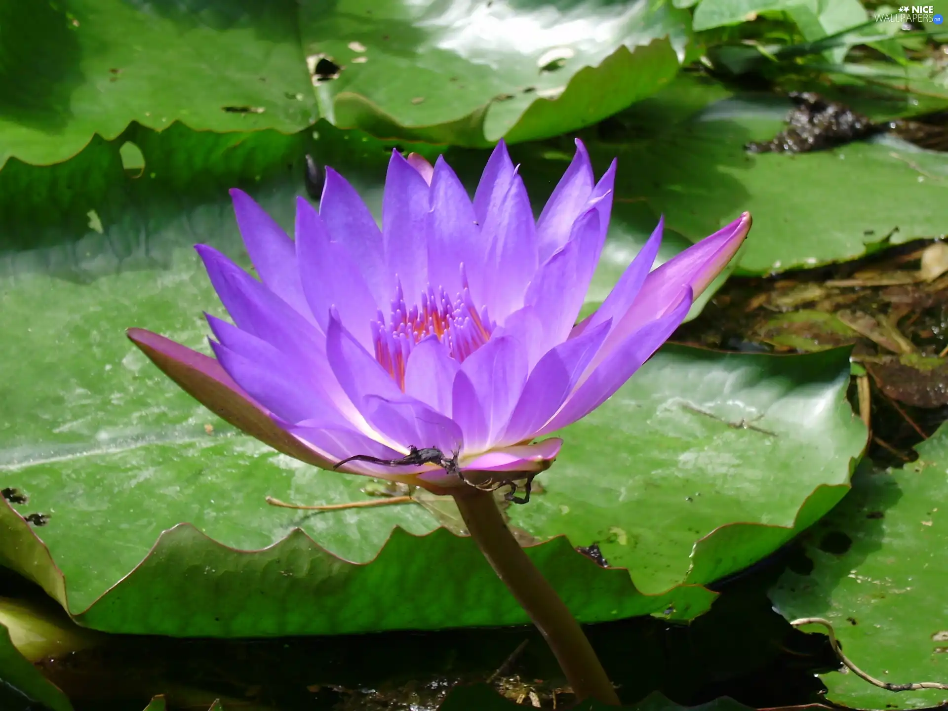 Pond - car, Colourfull Flowers, lily