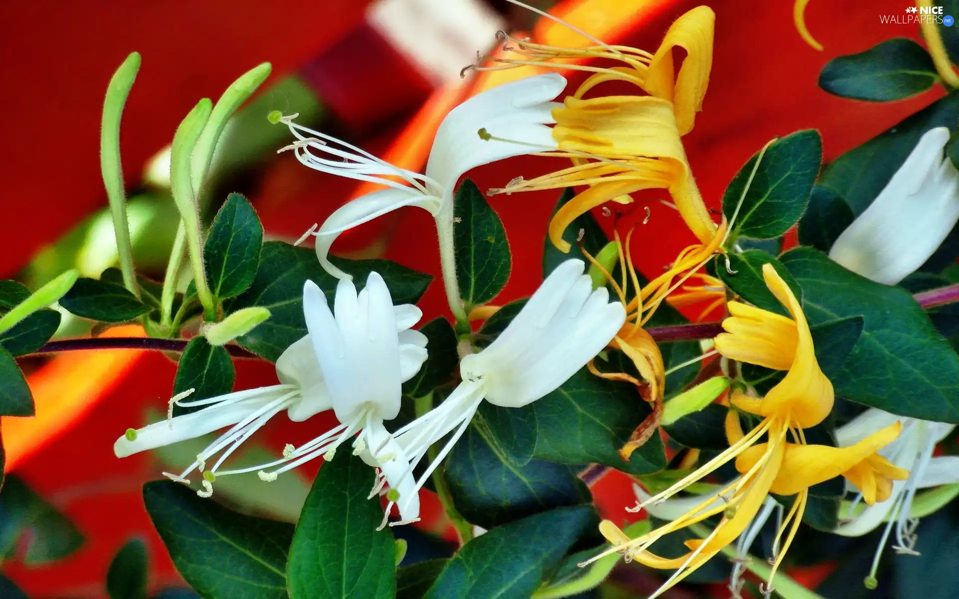 Japanese, Colourfull Flowers, Lily