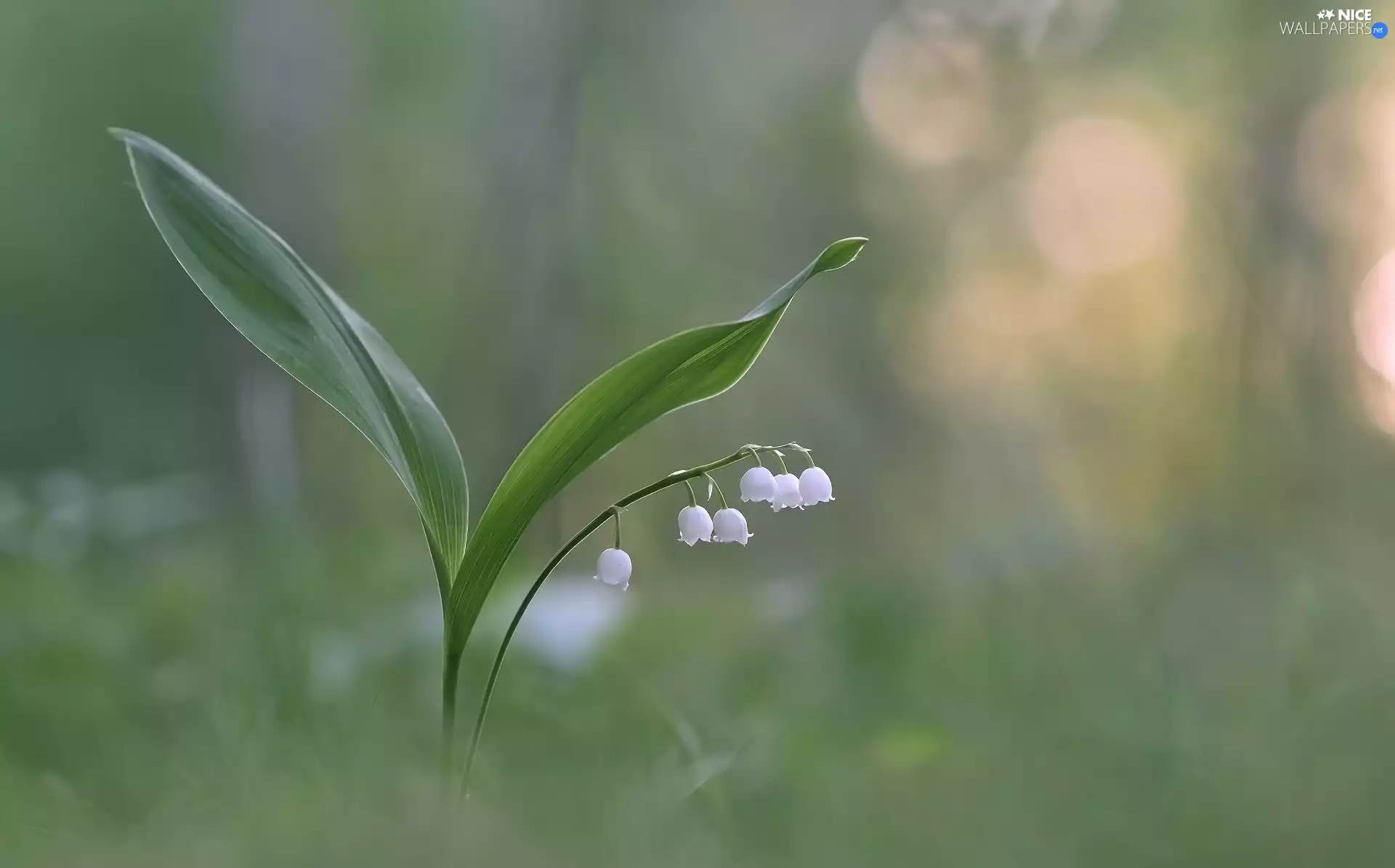 Leaf, Colourfull Flowers, lily of the Valley