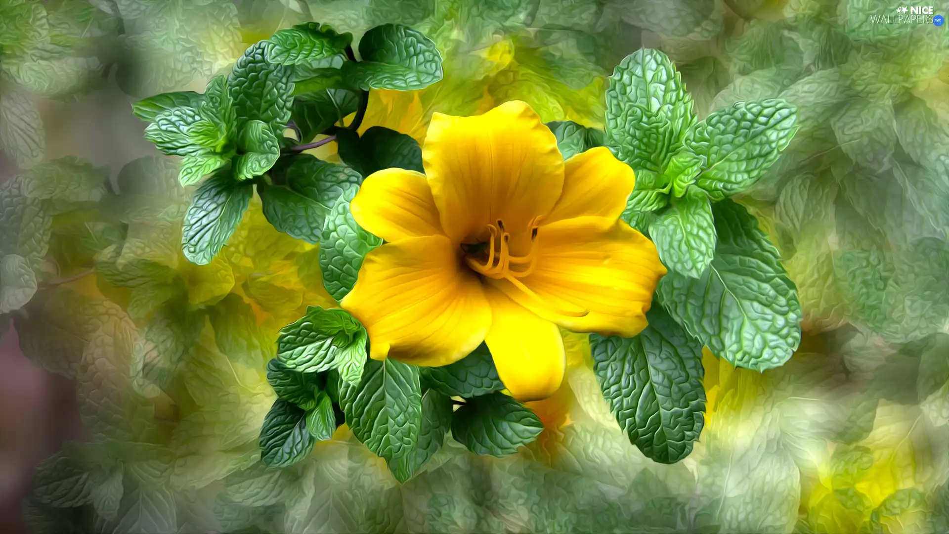 mint, Lily, graphics, Yellow Honda