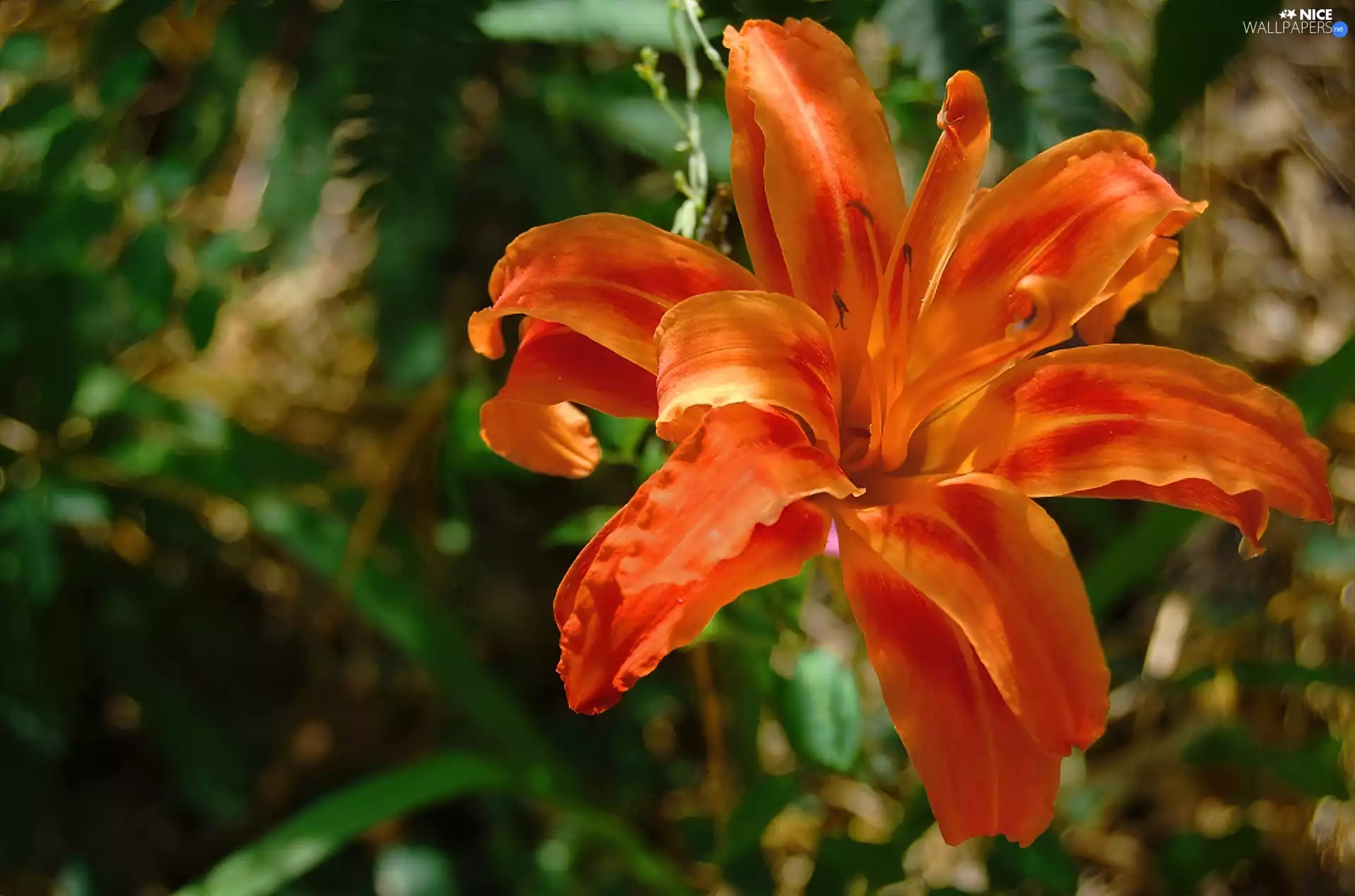 Lily, Orange