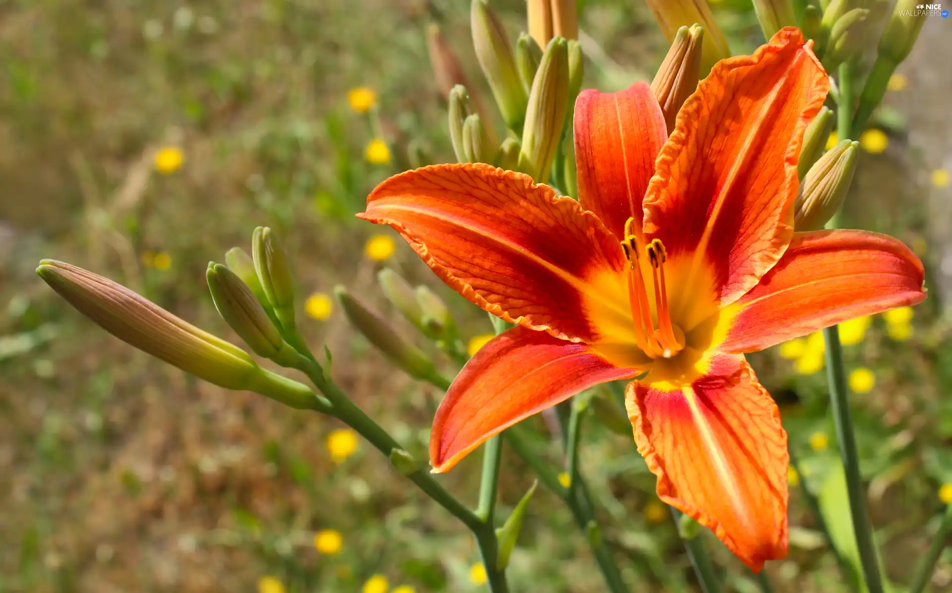 Orange, rods, flakes, Lily