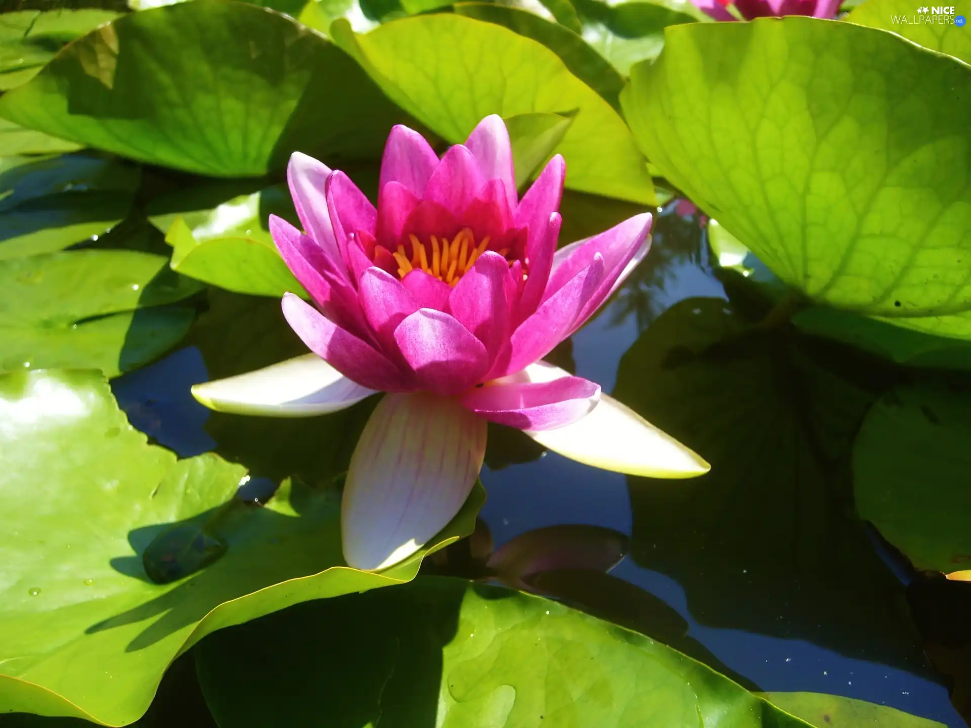 Pink, water-lily