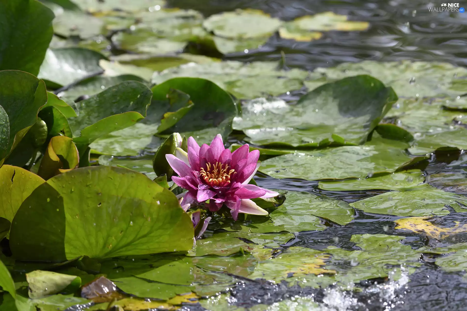 Colourfull Flowers, water-lily, Leaf, Pink