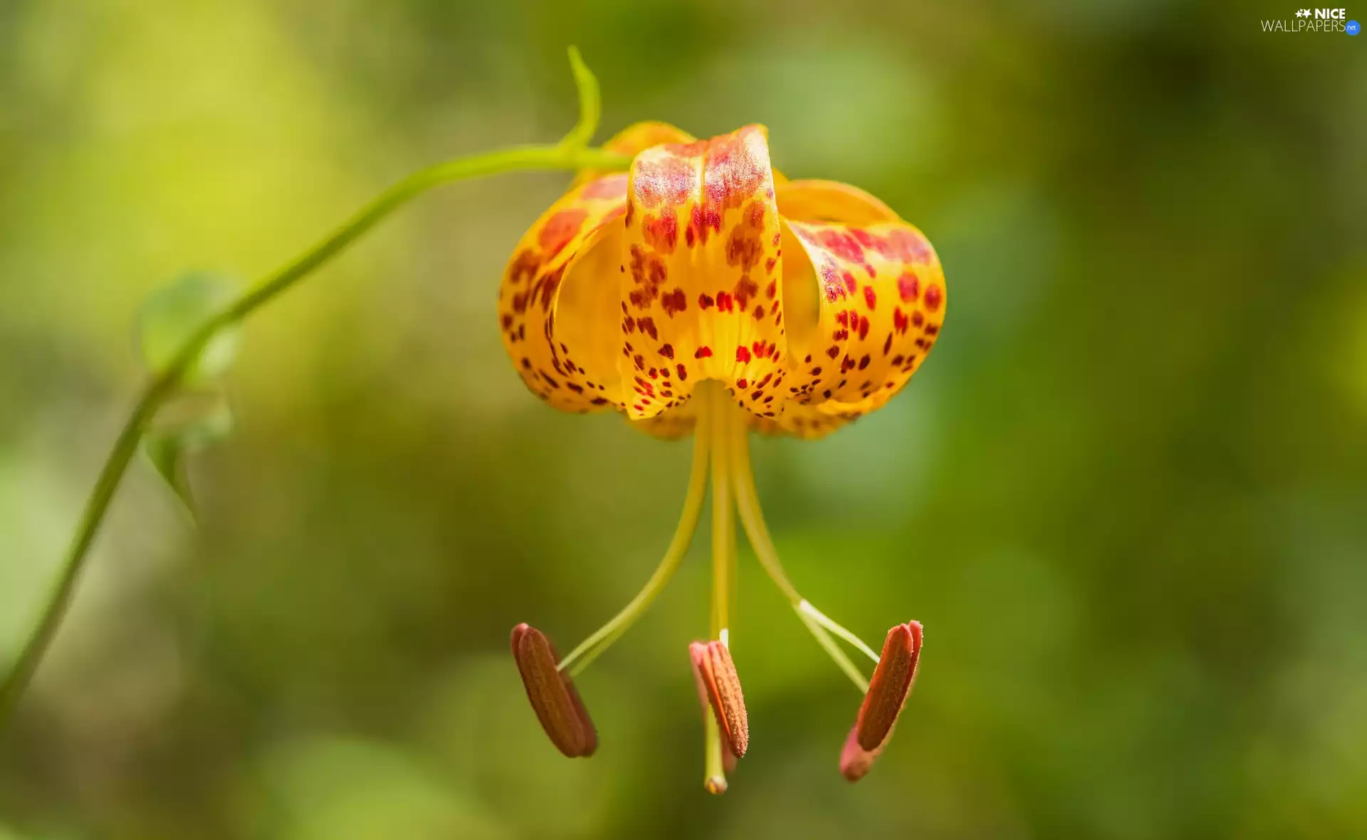 Tiger, Colourfull Flowers, Lily