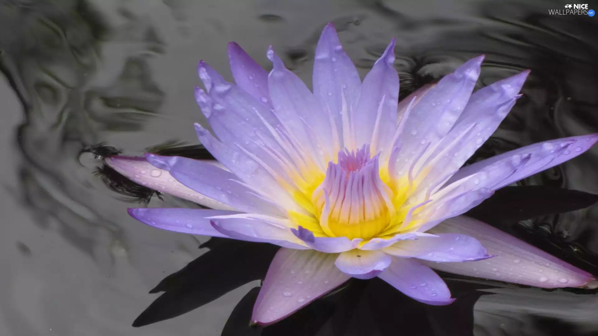 water, Colourfull Flowers, Lily