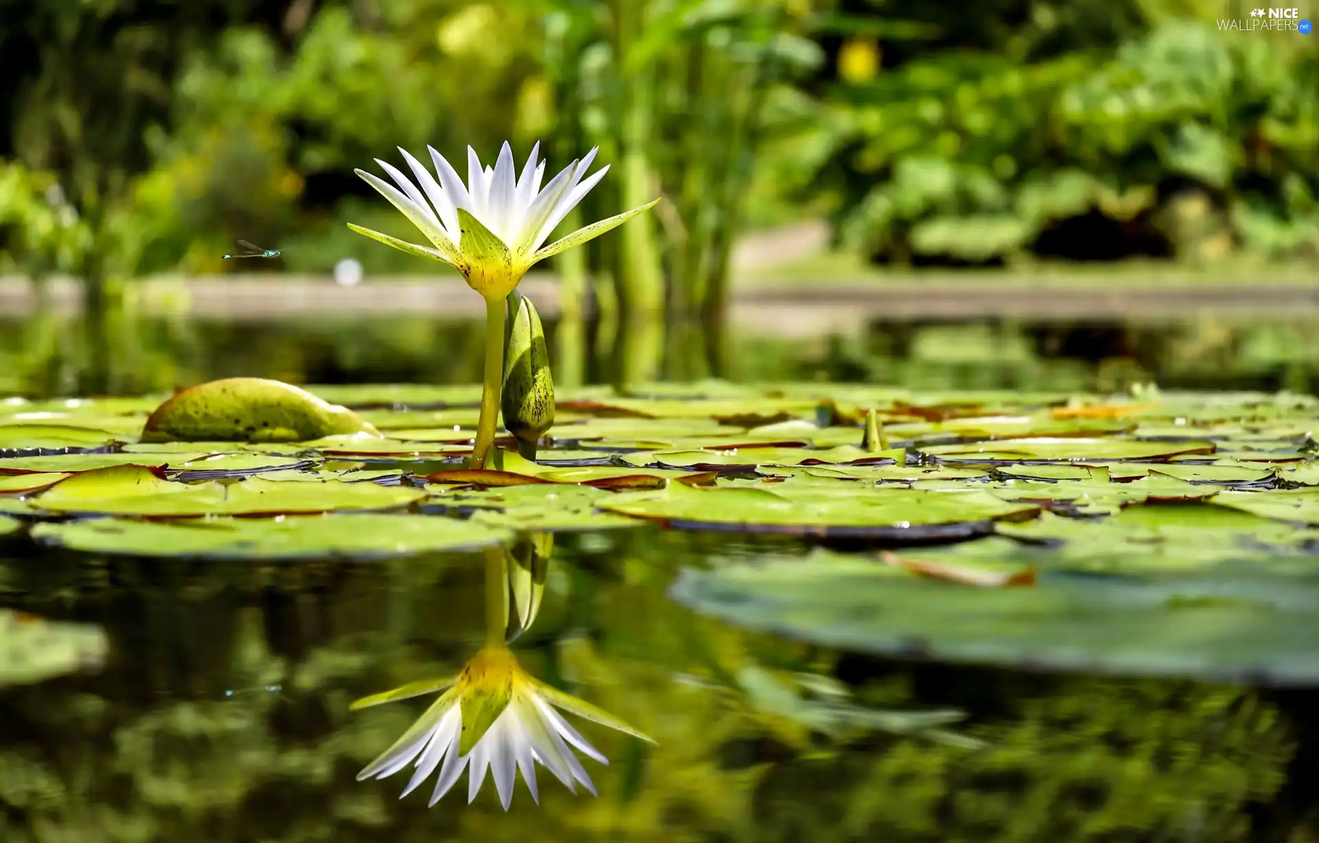 Nenufary, water-lily