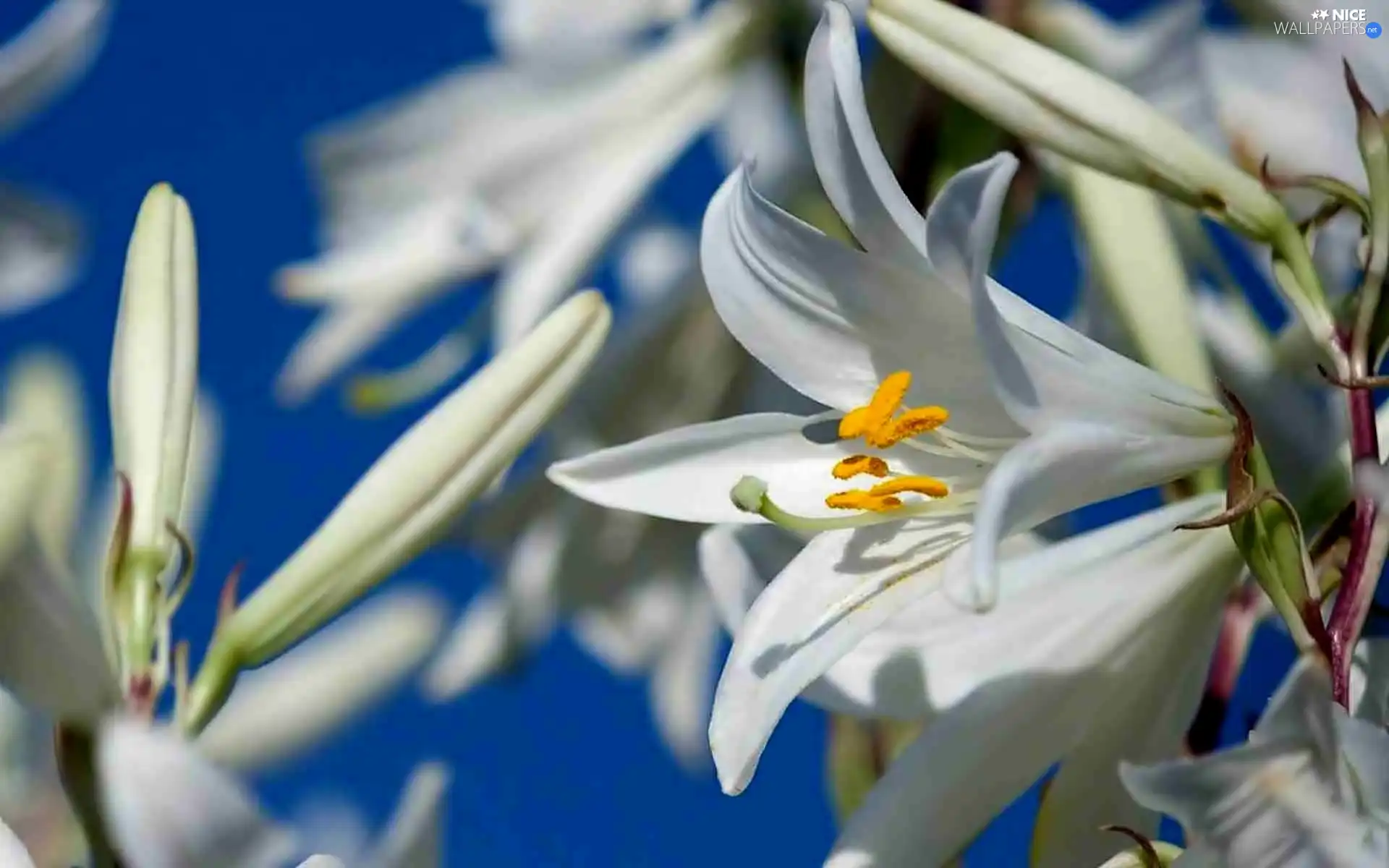 Lily, Flowers, White