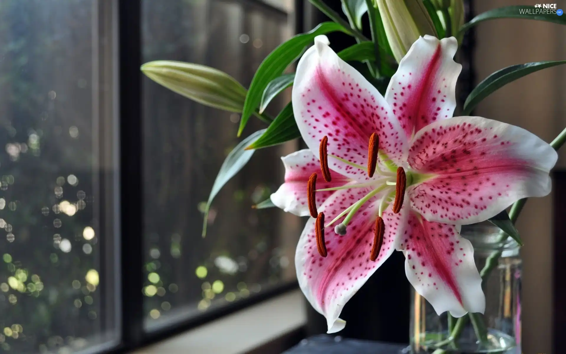 Window, Pink, Tiger lily, Night