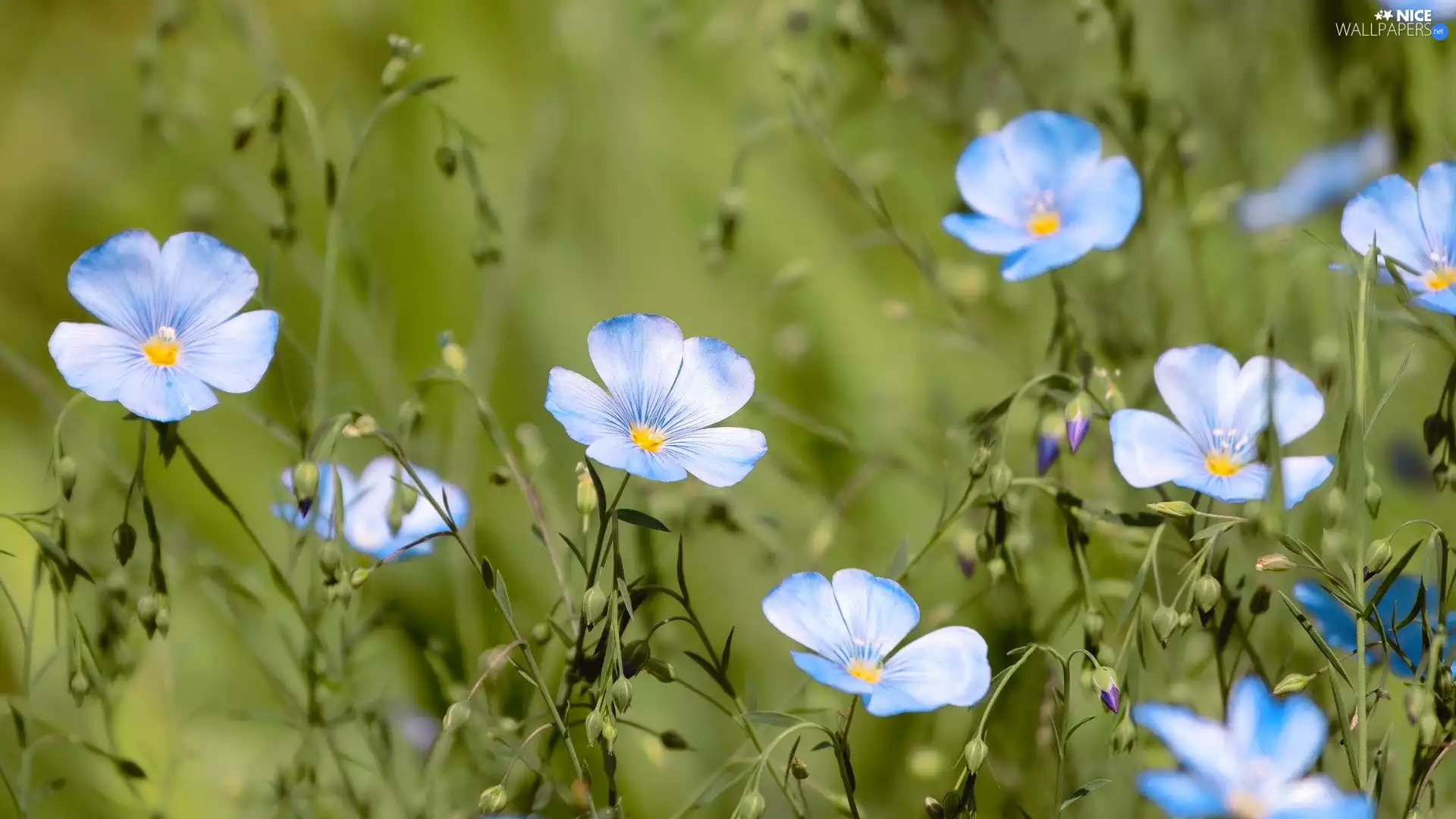 Blue, linen, Green Background, Flowers
