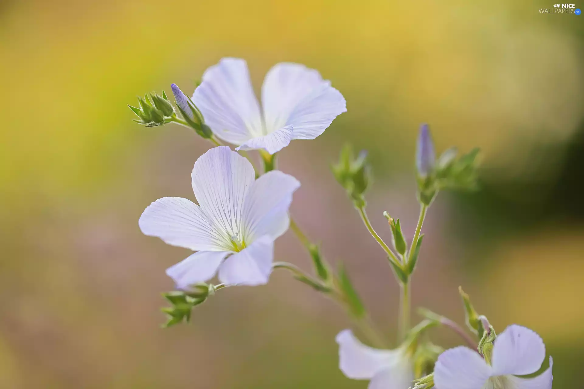 Flowers, Linum Hirsutum, Light blue