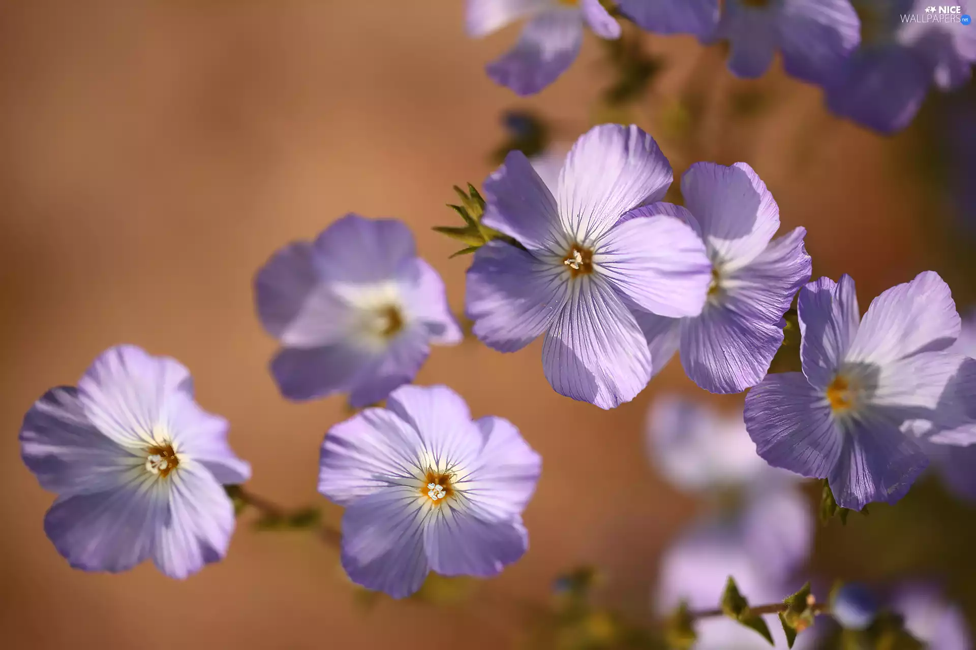 Flowers, Linum Hirsutum, Light Purple