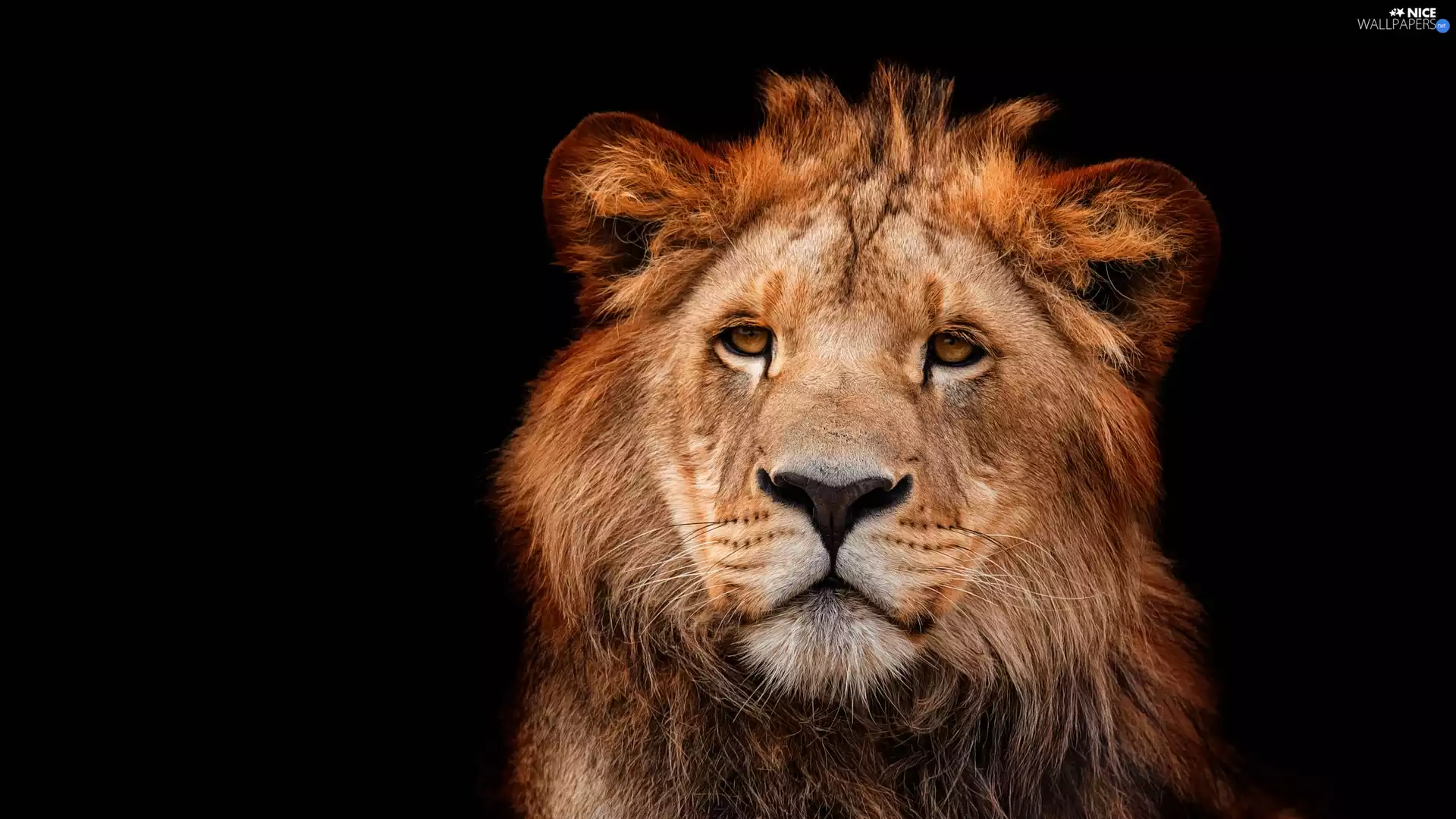 Lion, lion, black background, Head