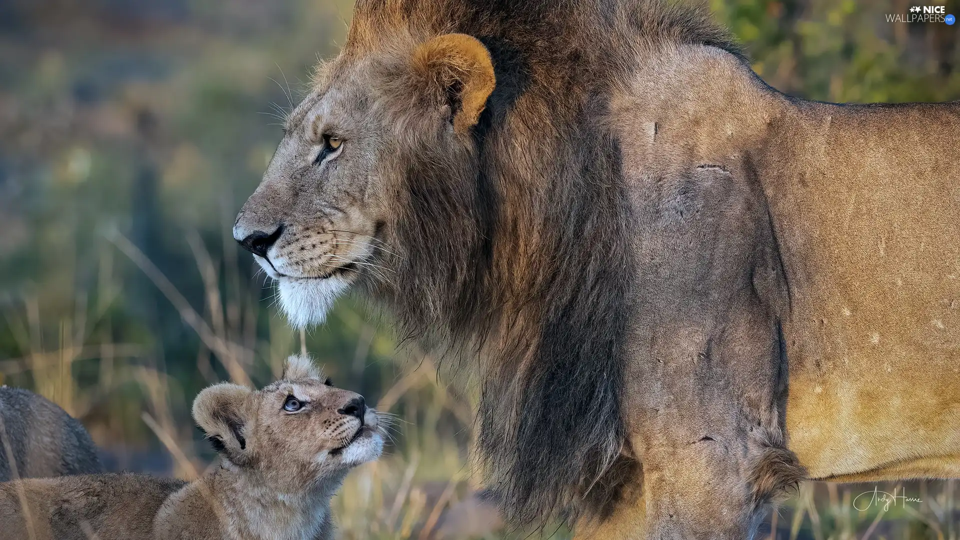 lion, lions, Lion