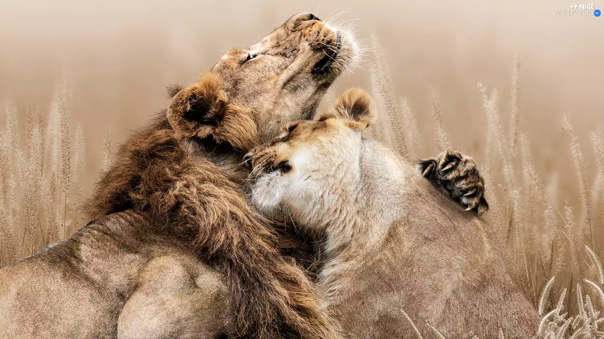 lions, Lioness, grass, Lion