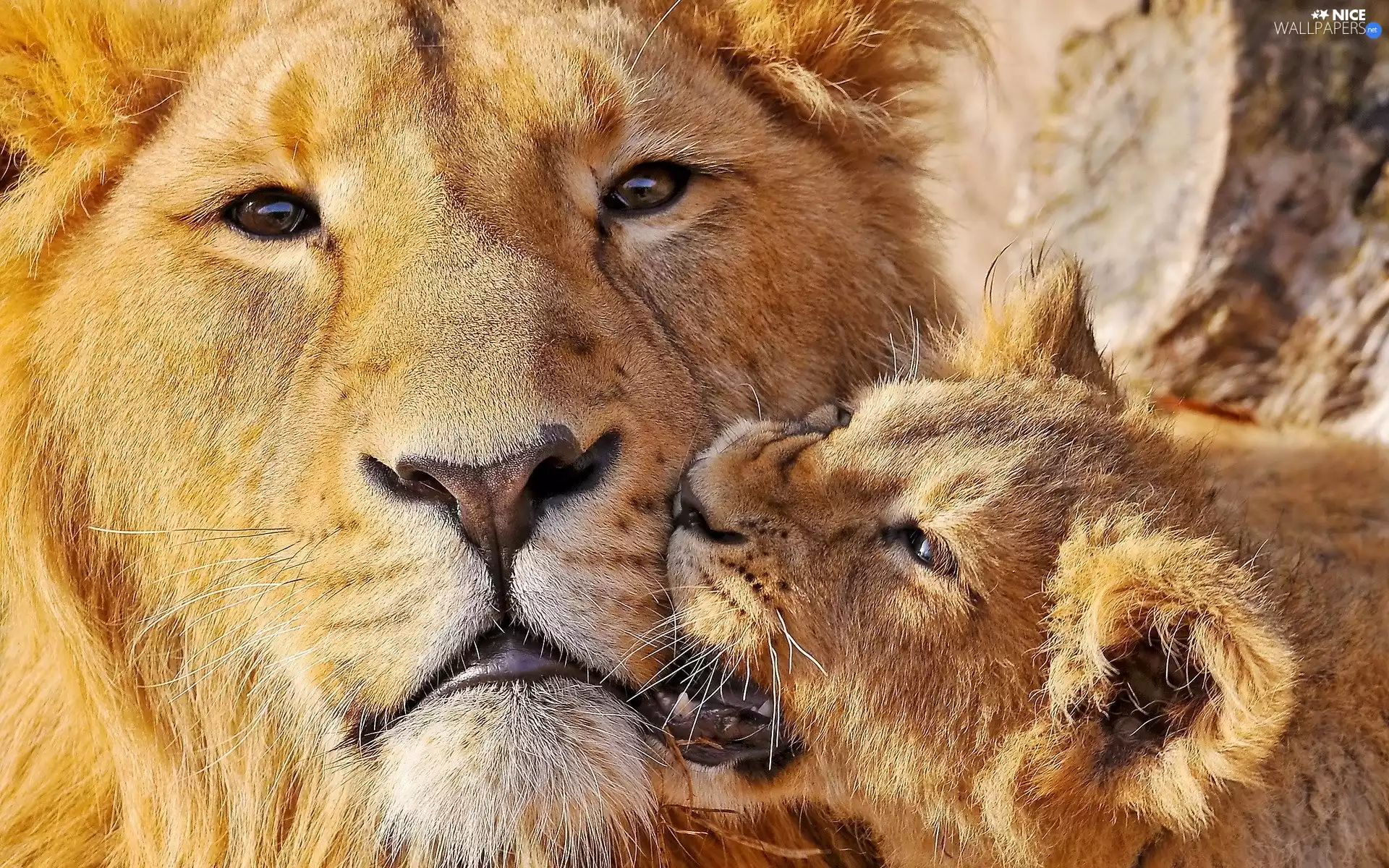 Lion, little doggies, lion, The look