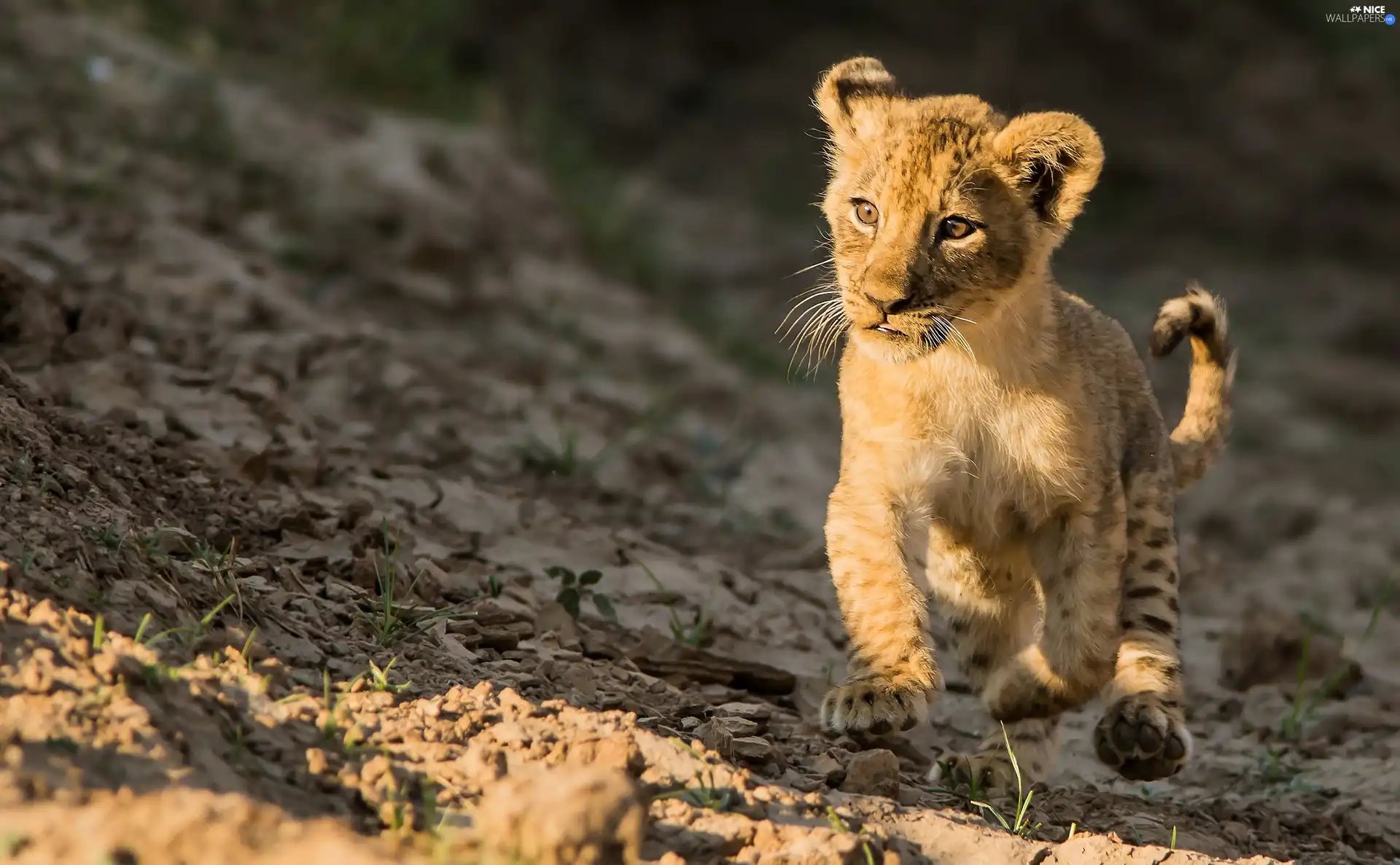 small, Lion