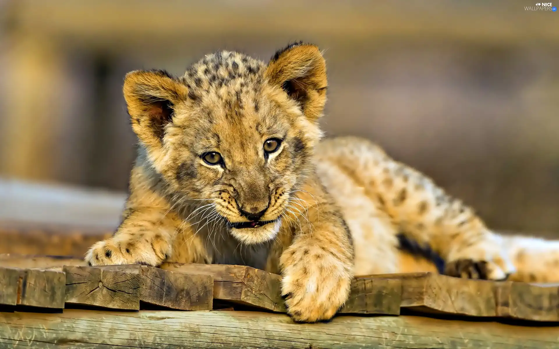 sweet, lion