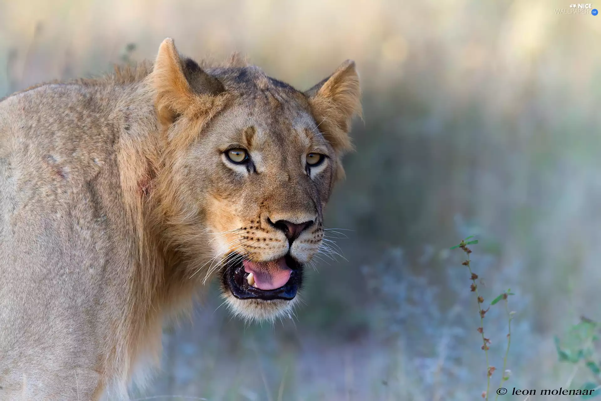 young, open, mouth, Lion