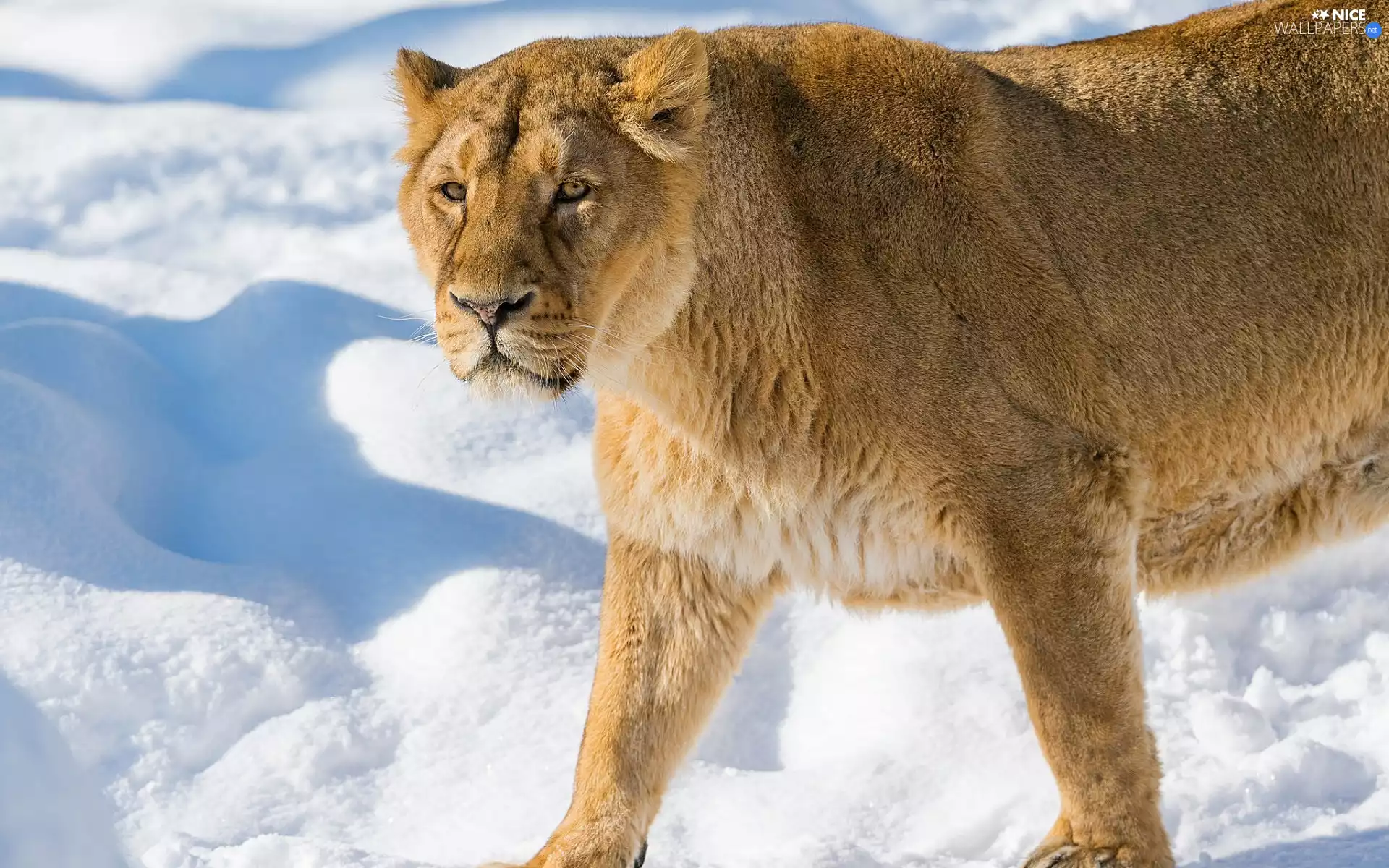 Lioness, snow